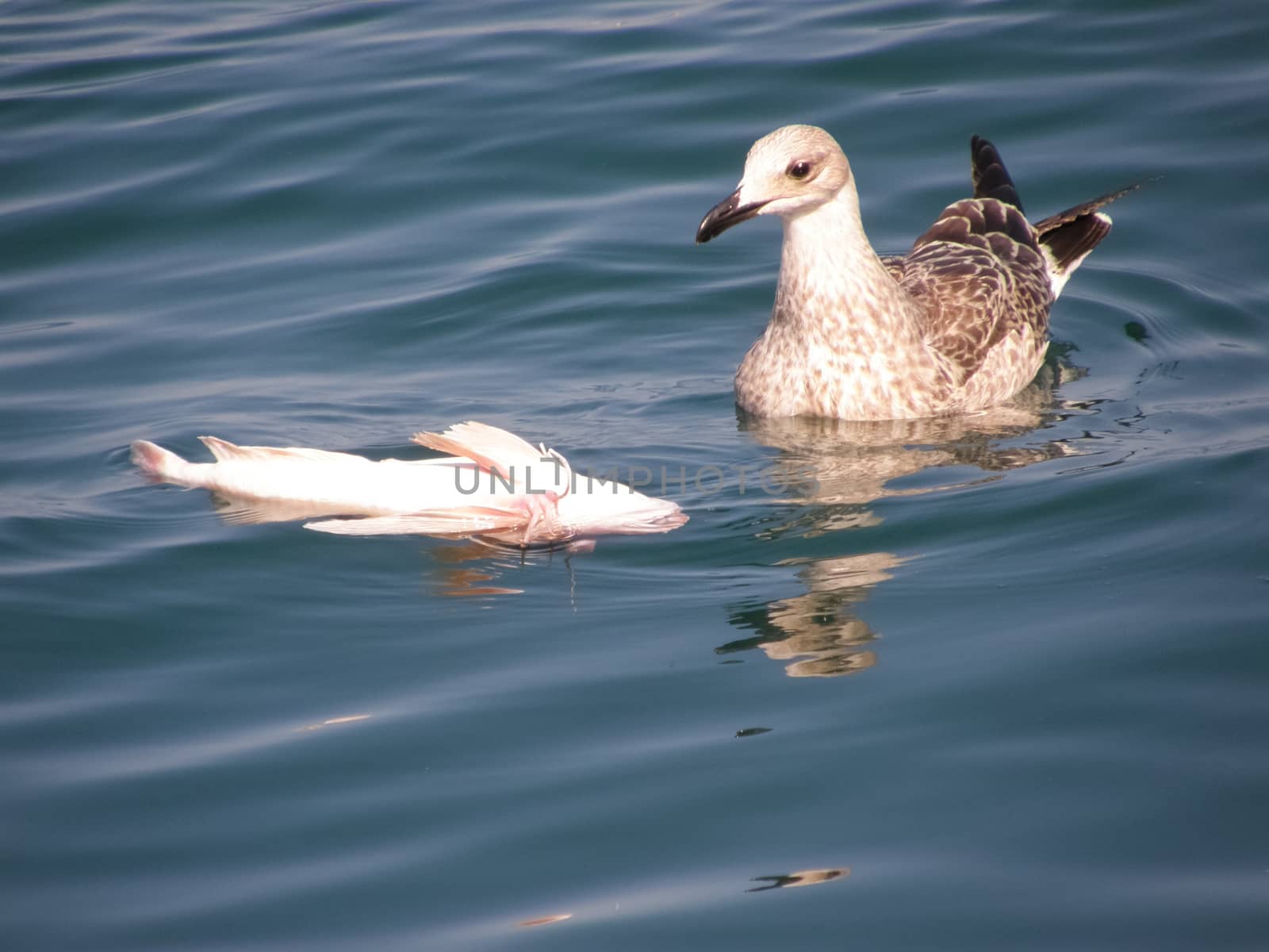 A seagull eats dead fish. Feeding seagulls in the sea.