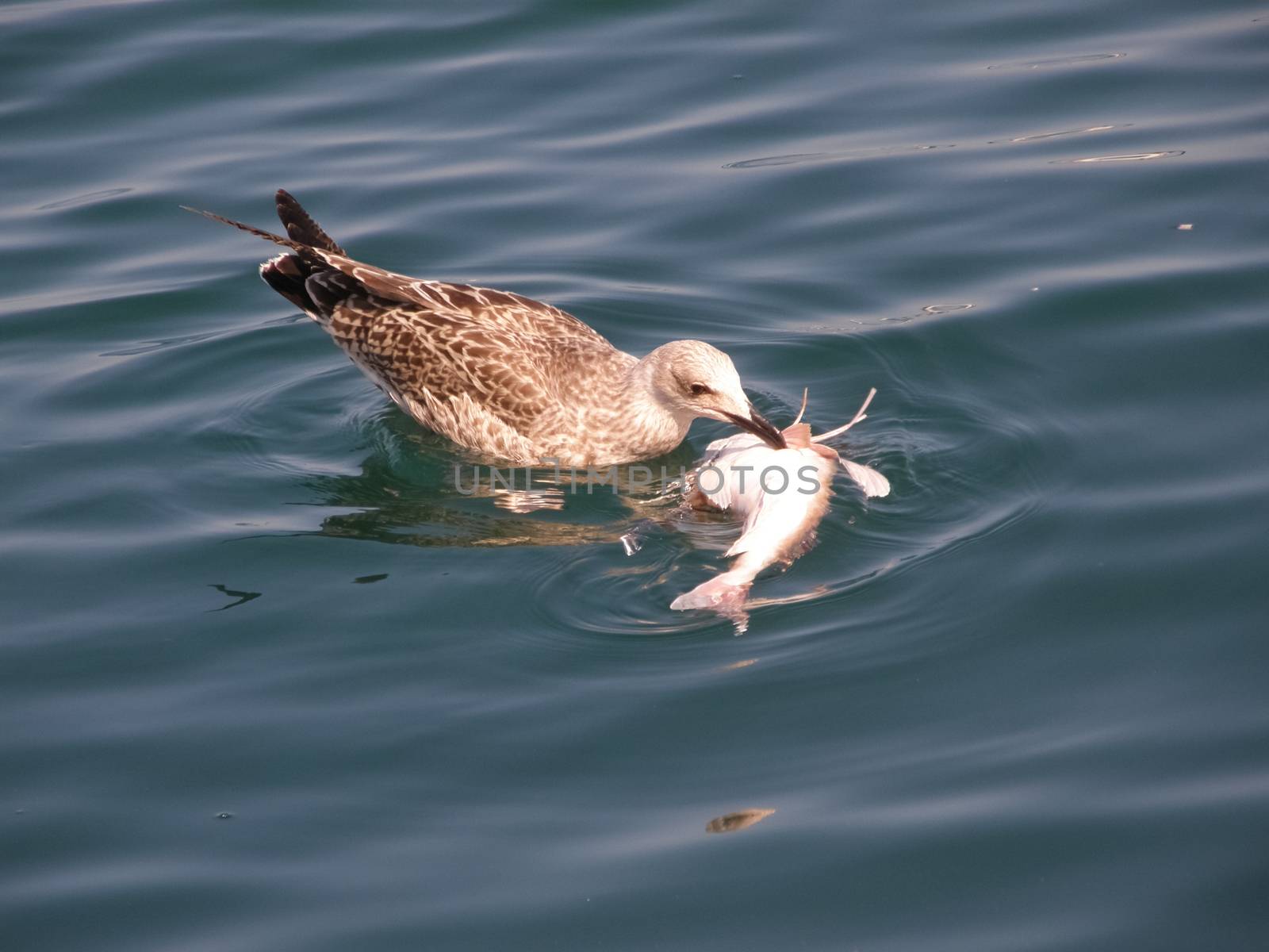 A seagull eats dead fish. Feeding seagulls in the sea.