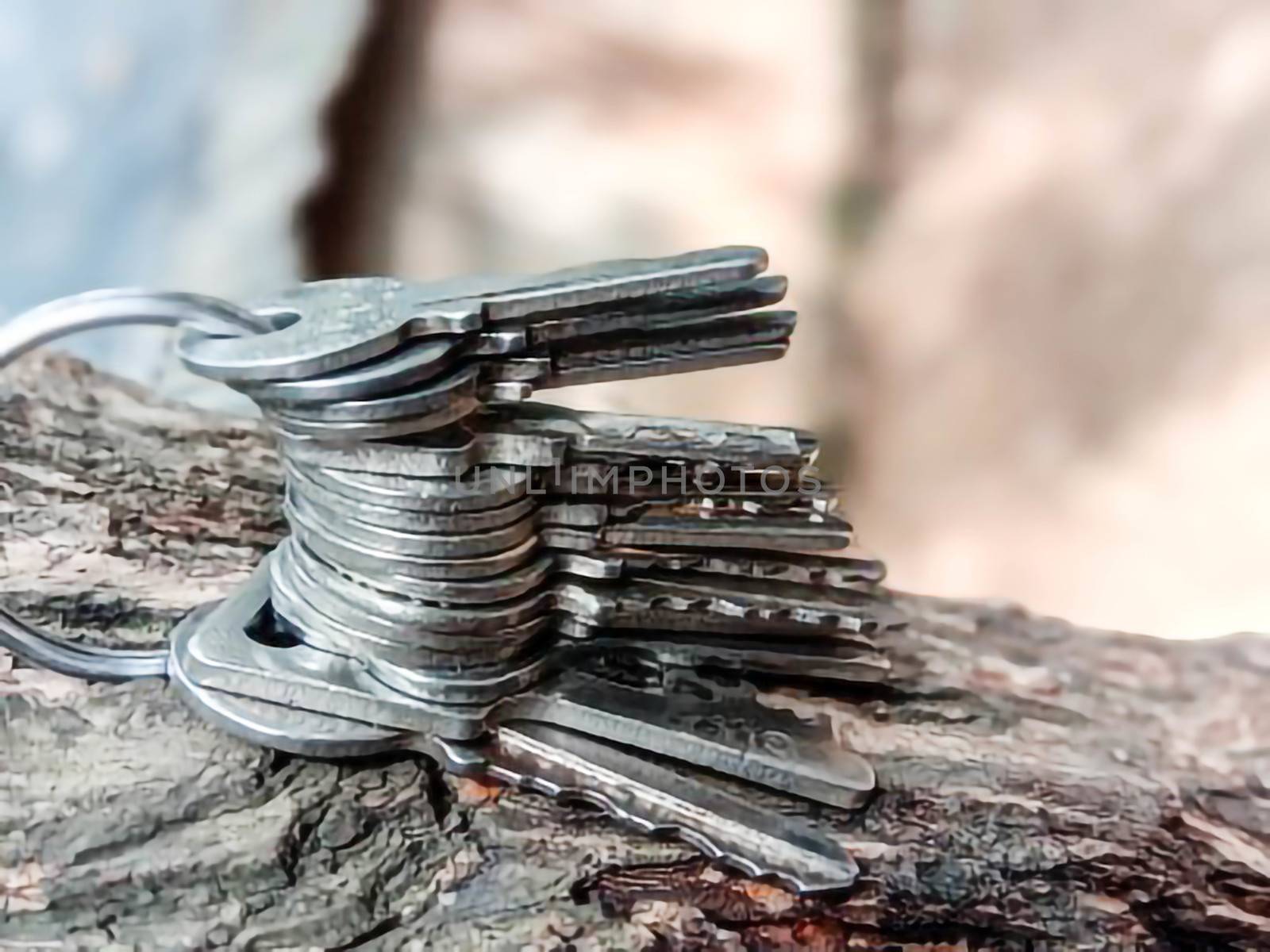 key stock with ring with tree for house