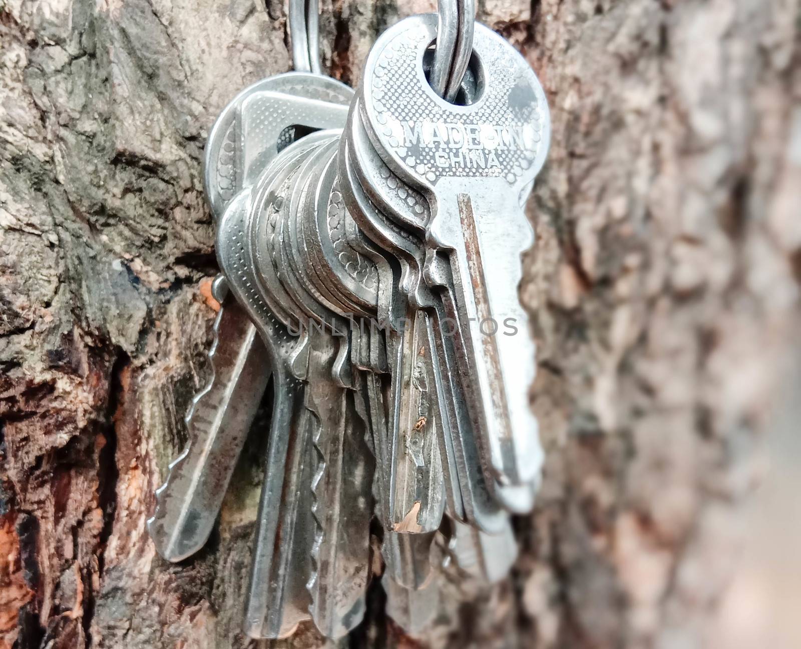 key stock with ring with tree for house