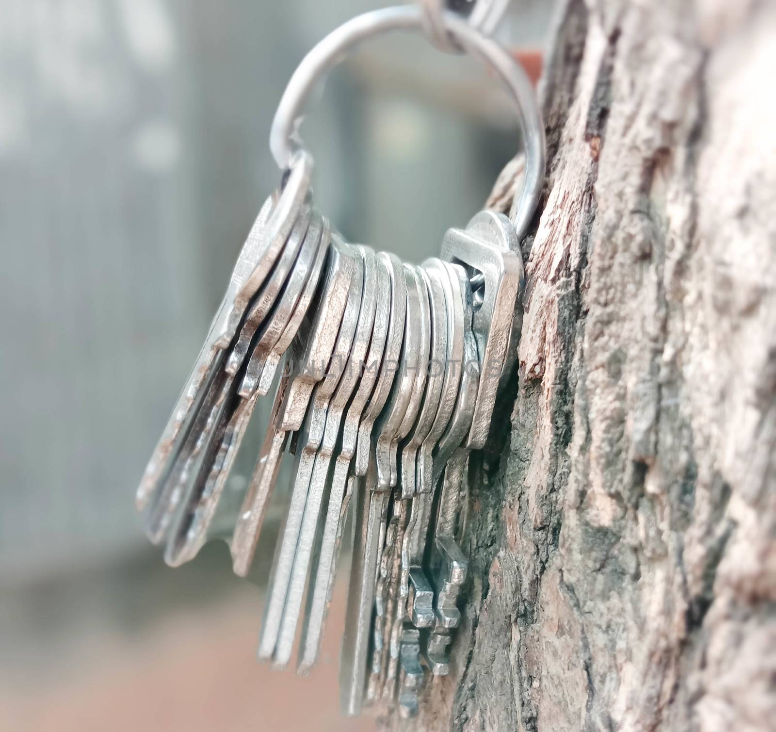key stock with ring with tree for house