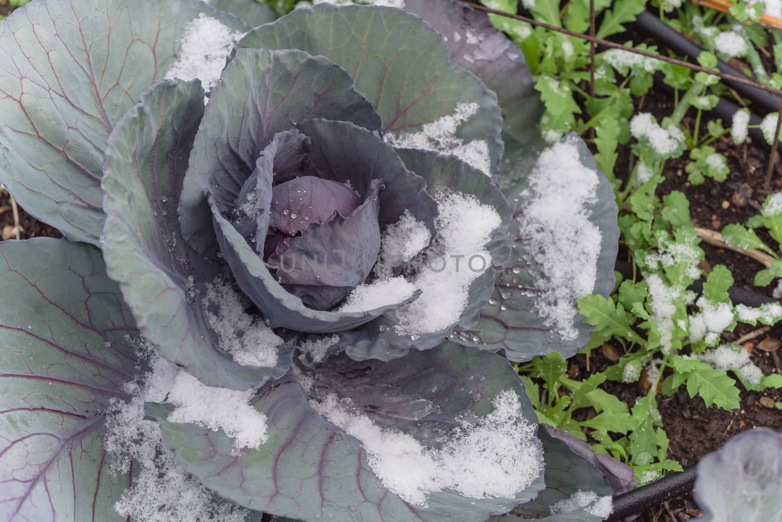 Red cabbage head in snow covered at organic garden near Dallas, Texas, USA by trongnguyen