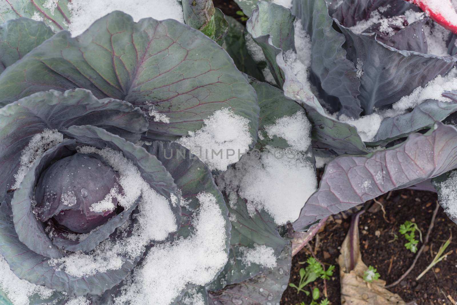 Multiple red cabbage heads in snow covered at organic garden near Dallas, Texas, USA by trongnguyen
