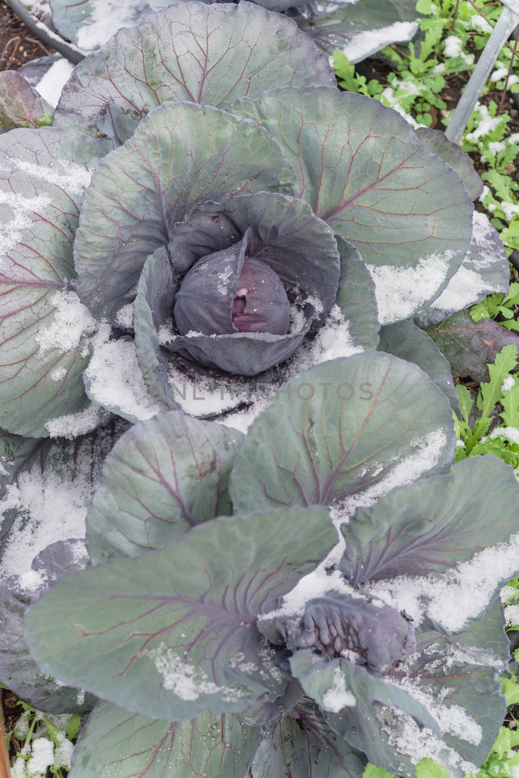 Multiple red cabbage heads in snow covered at organic garden near Dallas, Texas, USA by trongnguyen