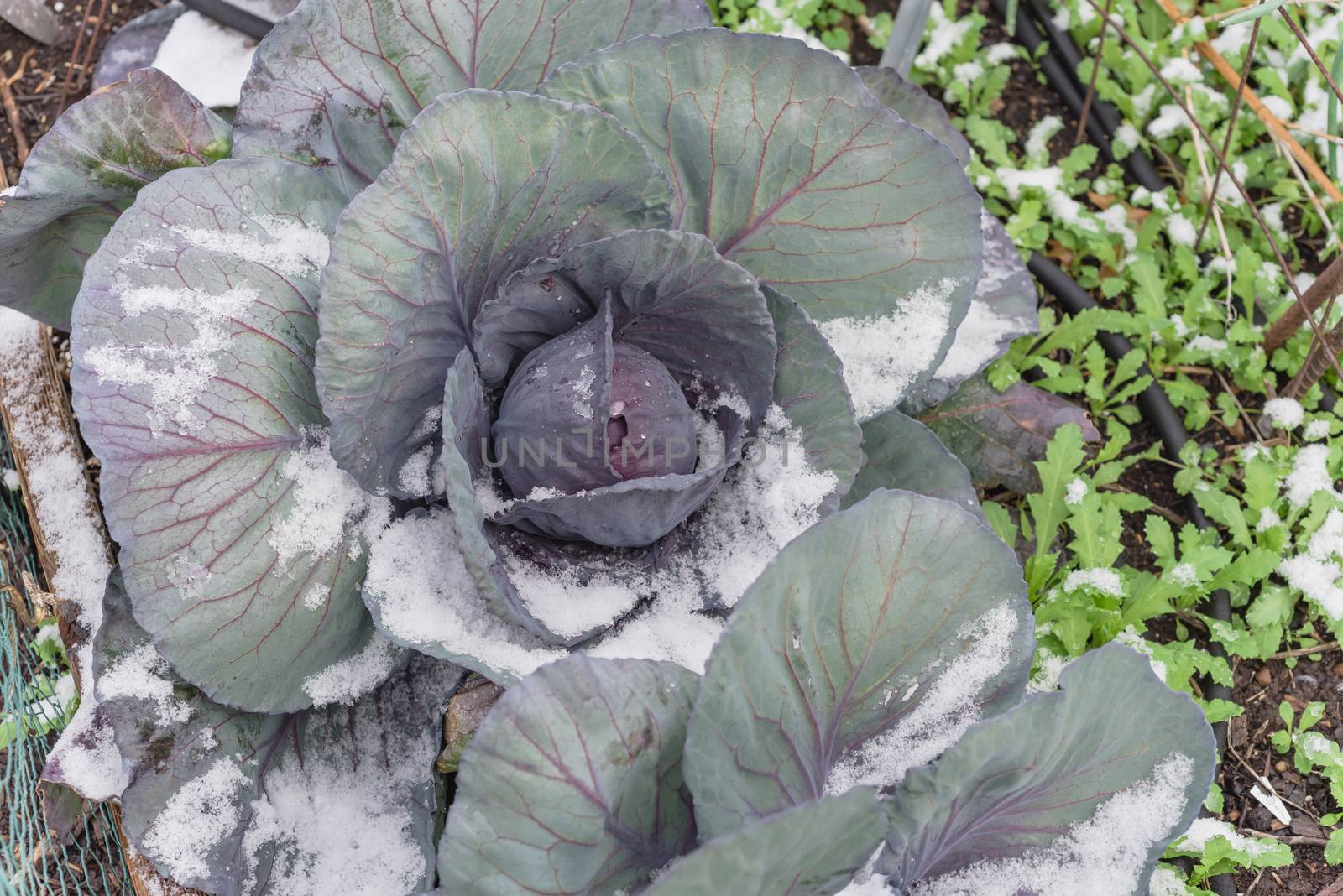 Close-up red cabbage head in snow covered at organic garden with irrigation system near Dallas, Texas, USA by trongnguyen