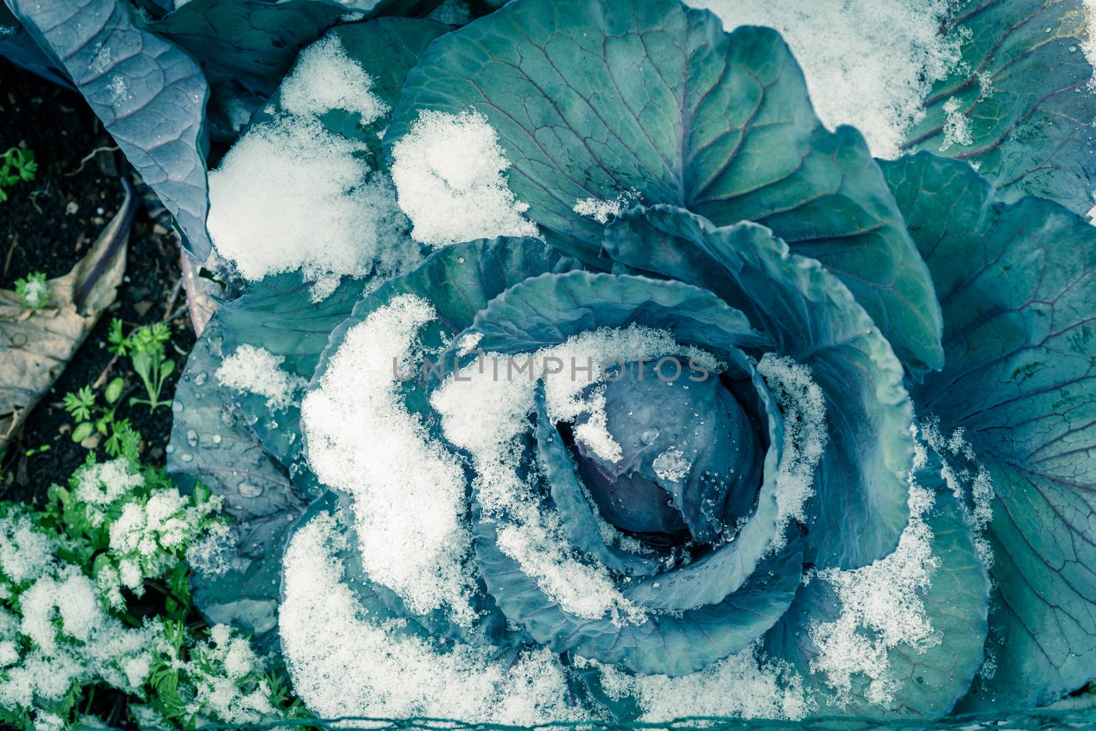 Vintage photo of red cabbage head in snow covered at organic garden near Dallas, Texas, USA by trongnguyen