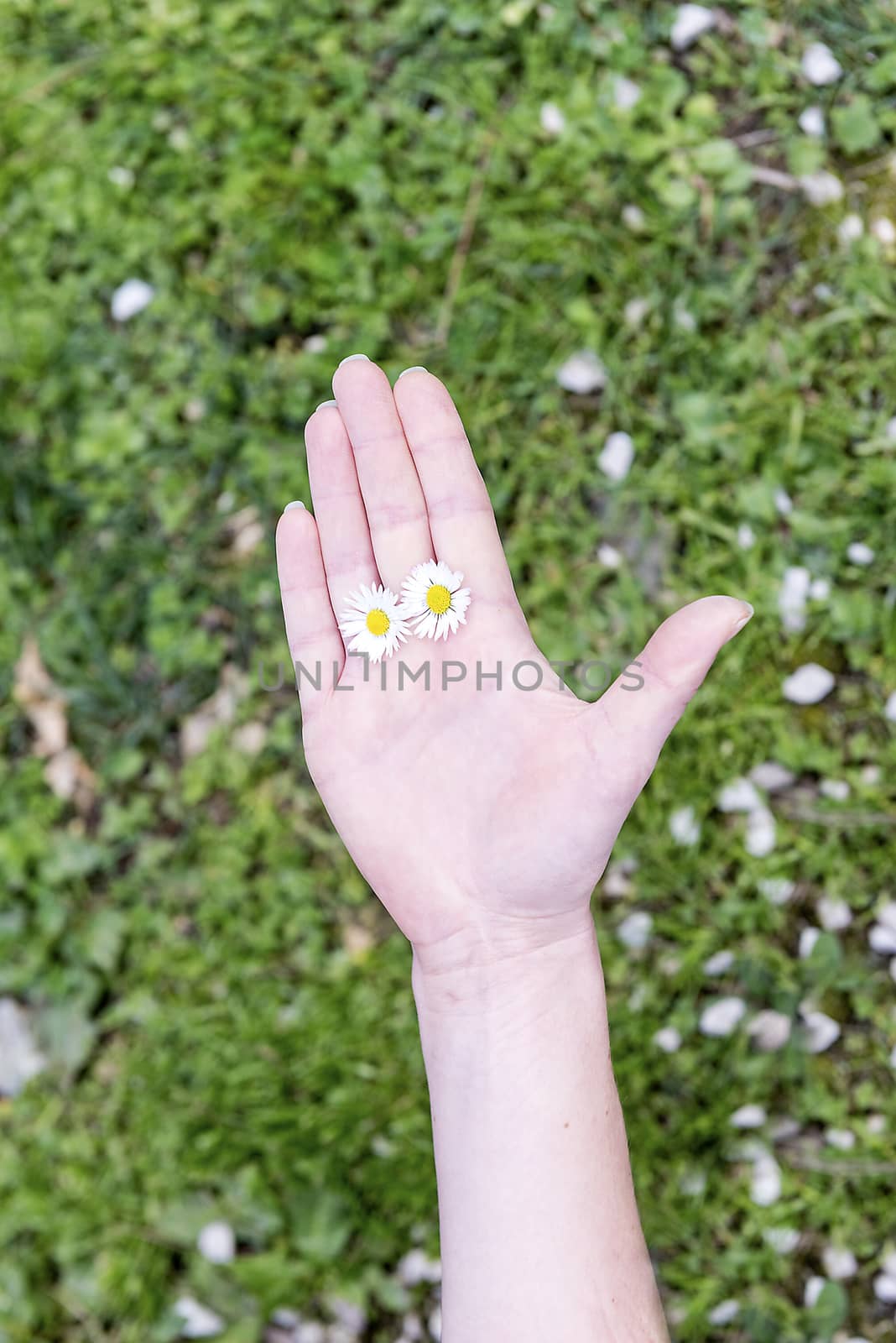 A female hand holding 2 daisies among fingers by marcorubino
