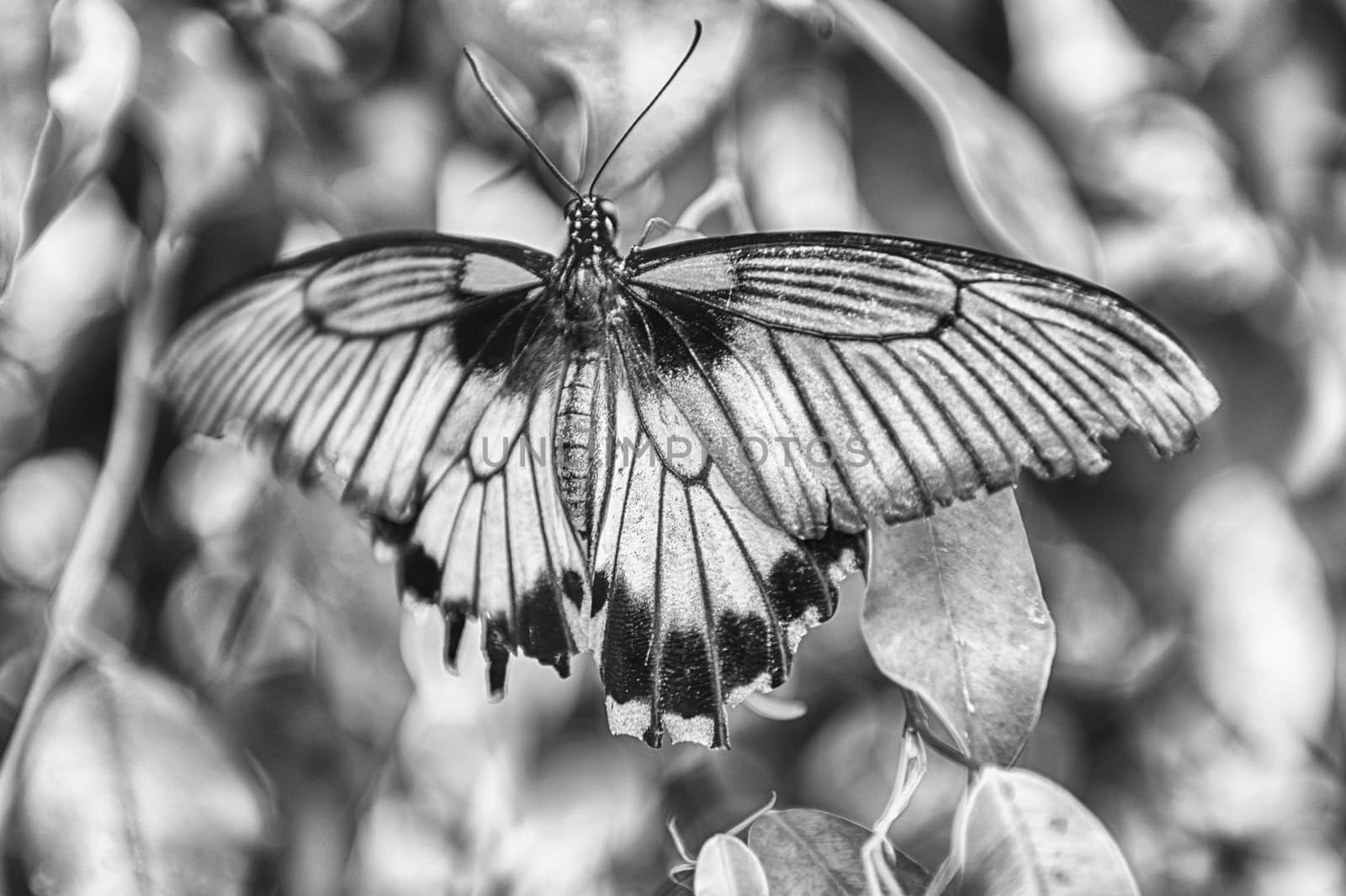 Papilio Lowi, aka great yellow Mormon or Asian swallowtail is a tropical butterfly. Here shown while standing on a leaf