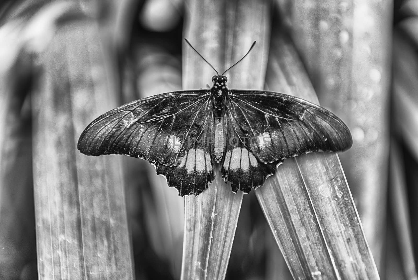 Papilio anchisiades, tropical butterfly, standing on a leaf by marcorubino