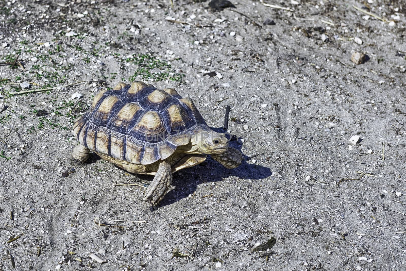 African spurred tortoise also known as sulcata tortoise, land turtle walking in the garden