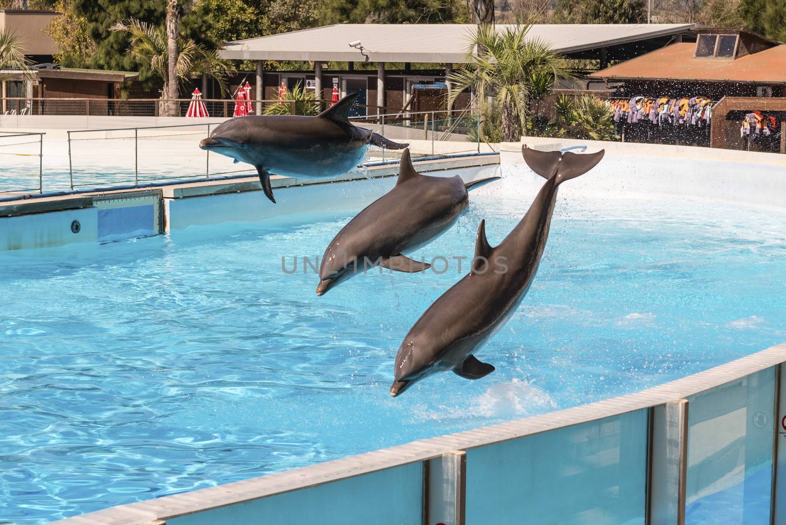 Three beautiful dolphins jumping in a swimming pool by marcorubino