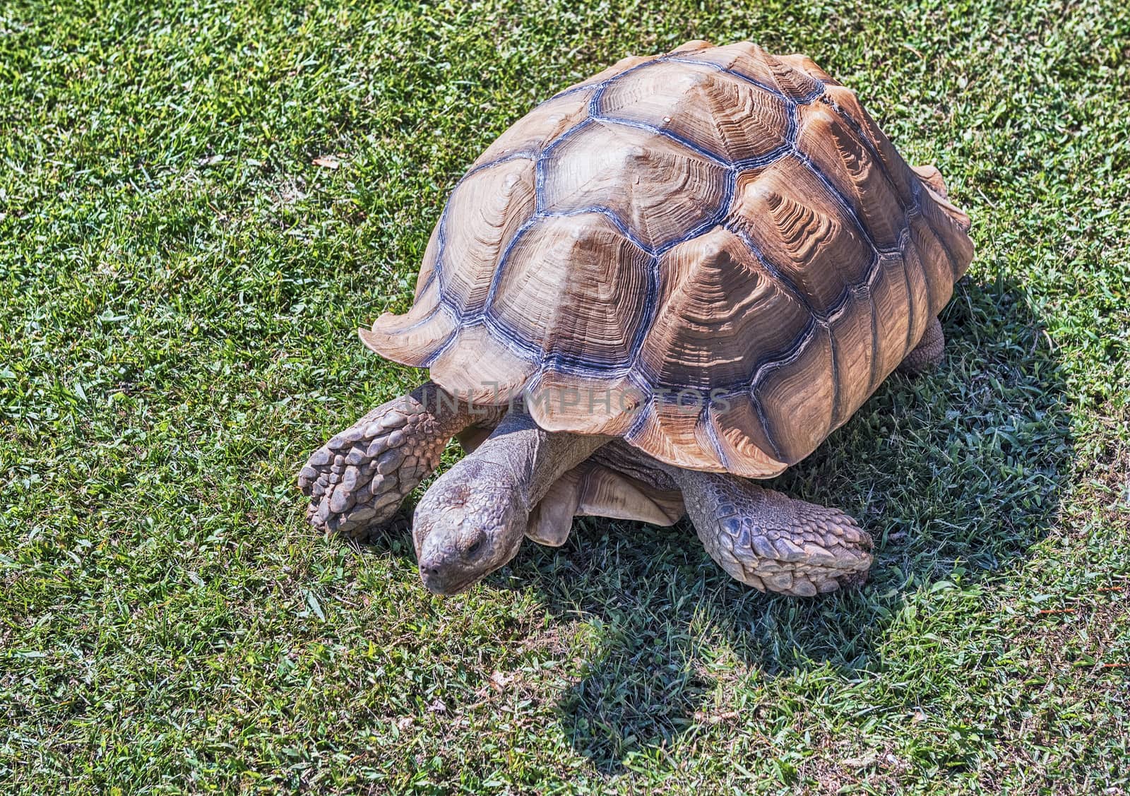 African spurred tortoise also known as sulcata tortoise, land turtle walking on the grass