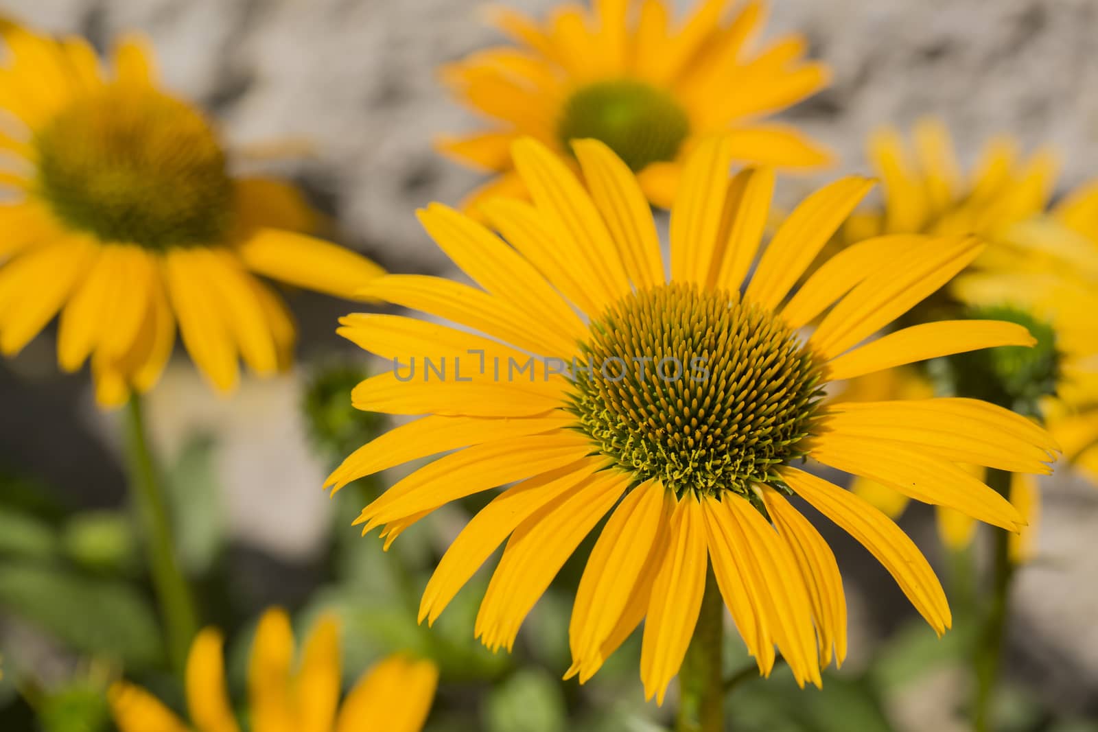 Yellow coneflower (Echinacea) bloom in the garden