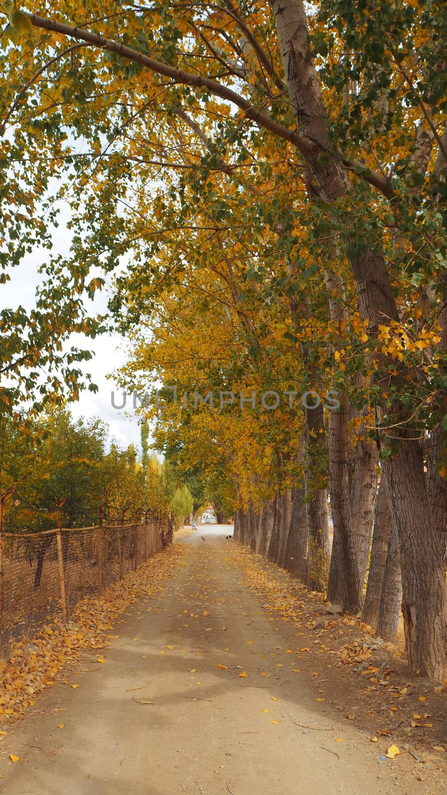 A walkway between poplar trees and yellowed poplar trees in autumn,