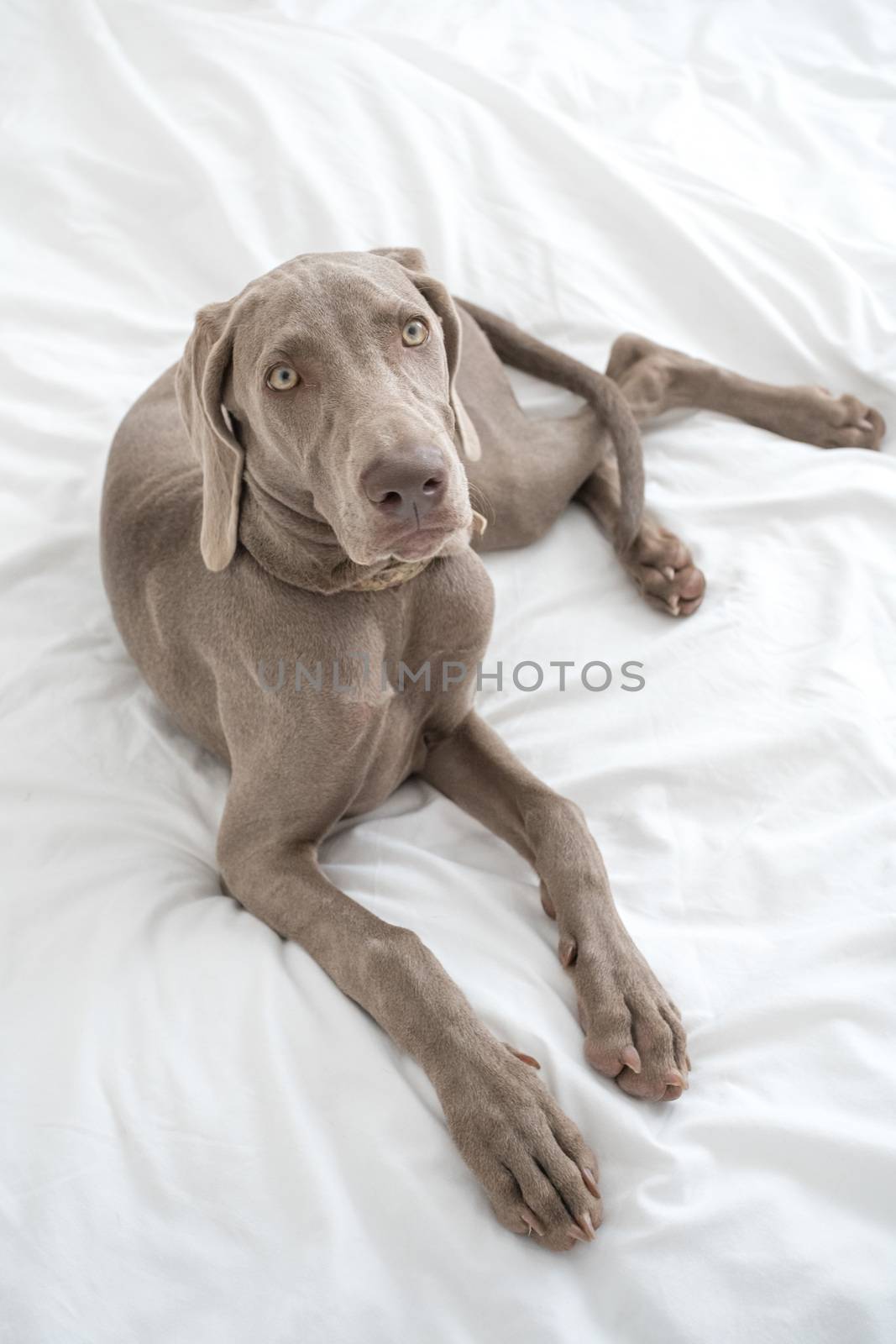 Tired sleepy Weimaraner pointer dog resting and lying on bed covered with white bed sheet in bedroom by petrsvoboda91