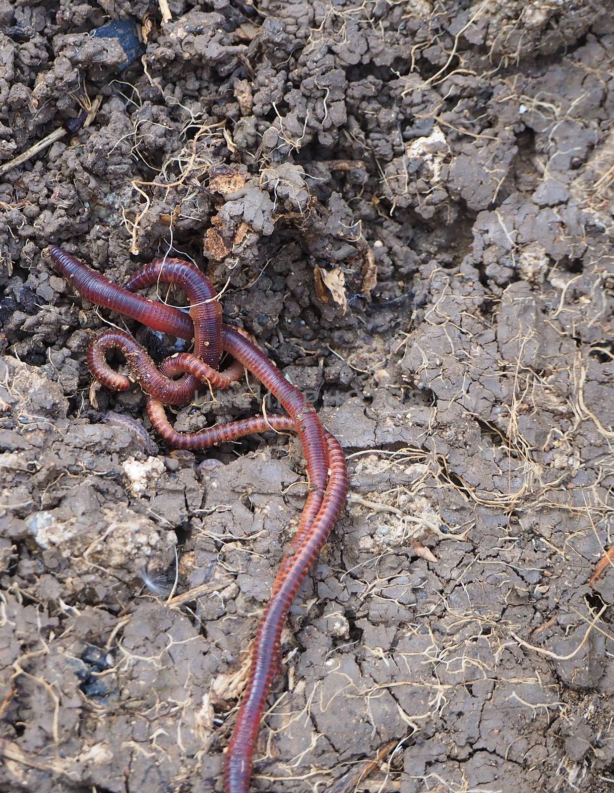 natural garden earthworms, earthworm, live earthworm,natural garden earthworms, earthworm, live earthworm,