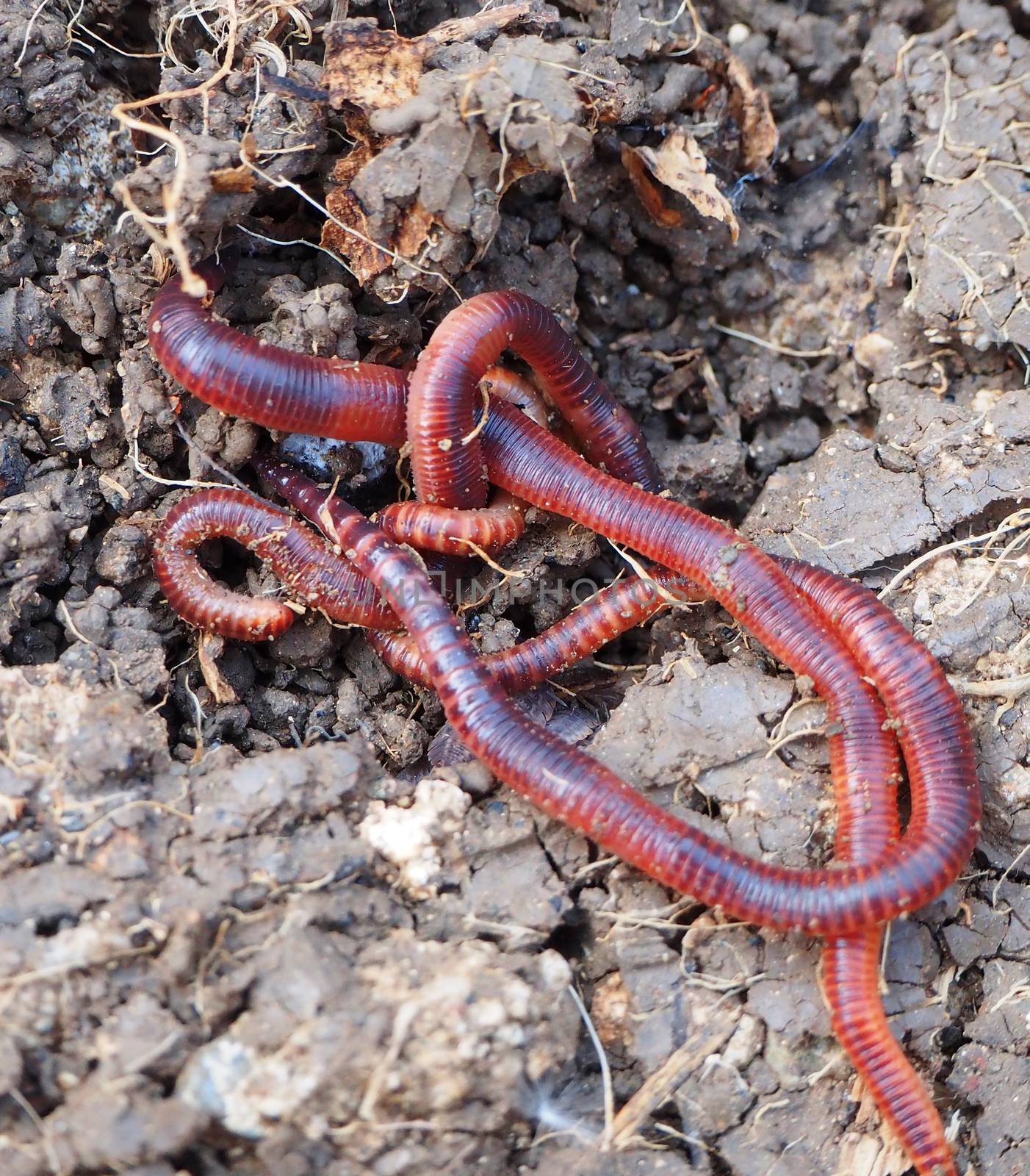 earthworms in the natural garden, the importance of worm for soil,