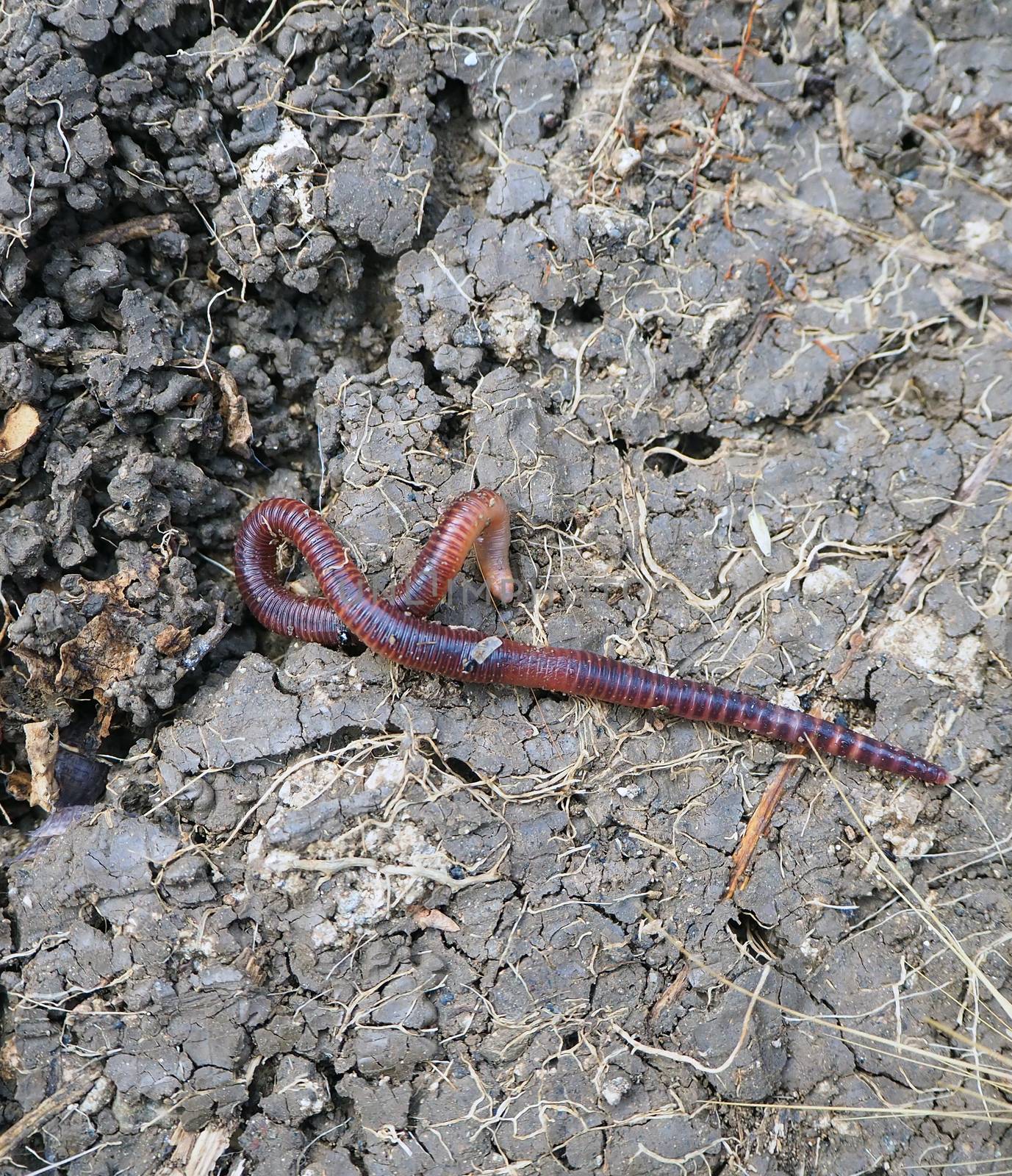 earthworms moving on the surface of the soil,