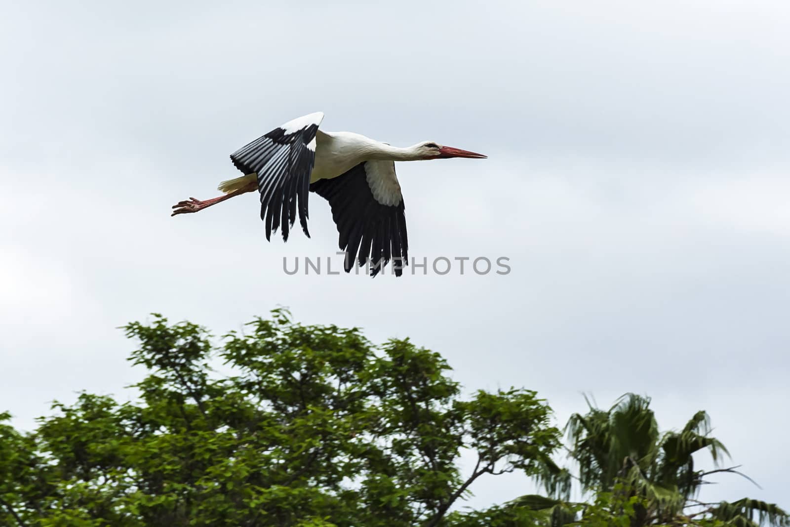 Wildlife. White stork in flight, a large marsh bird of the stork family.