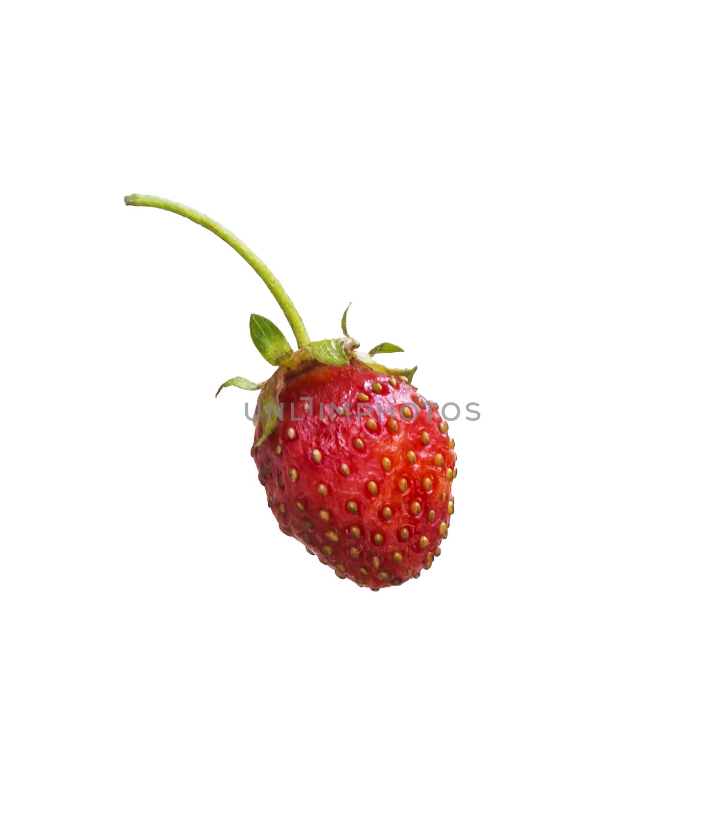 Red berry strawberry on white background close-up by Grommik