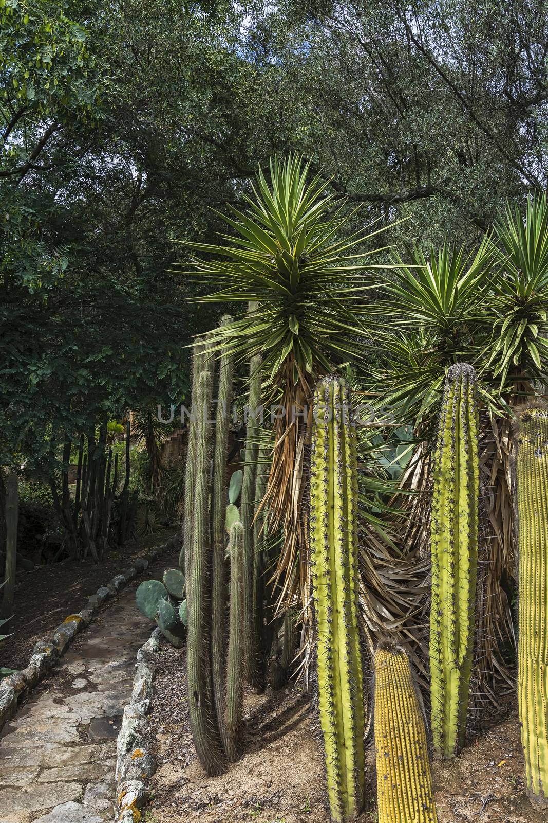 High cacti and cacti with wide leaves grow near a rocky path by Grommik