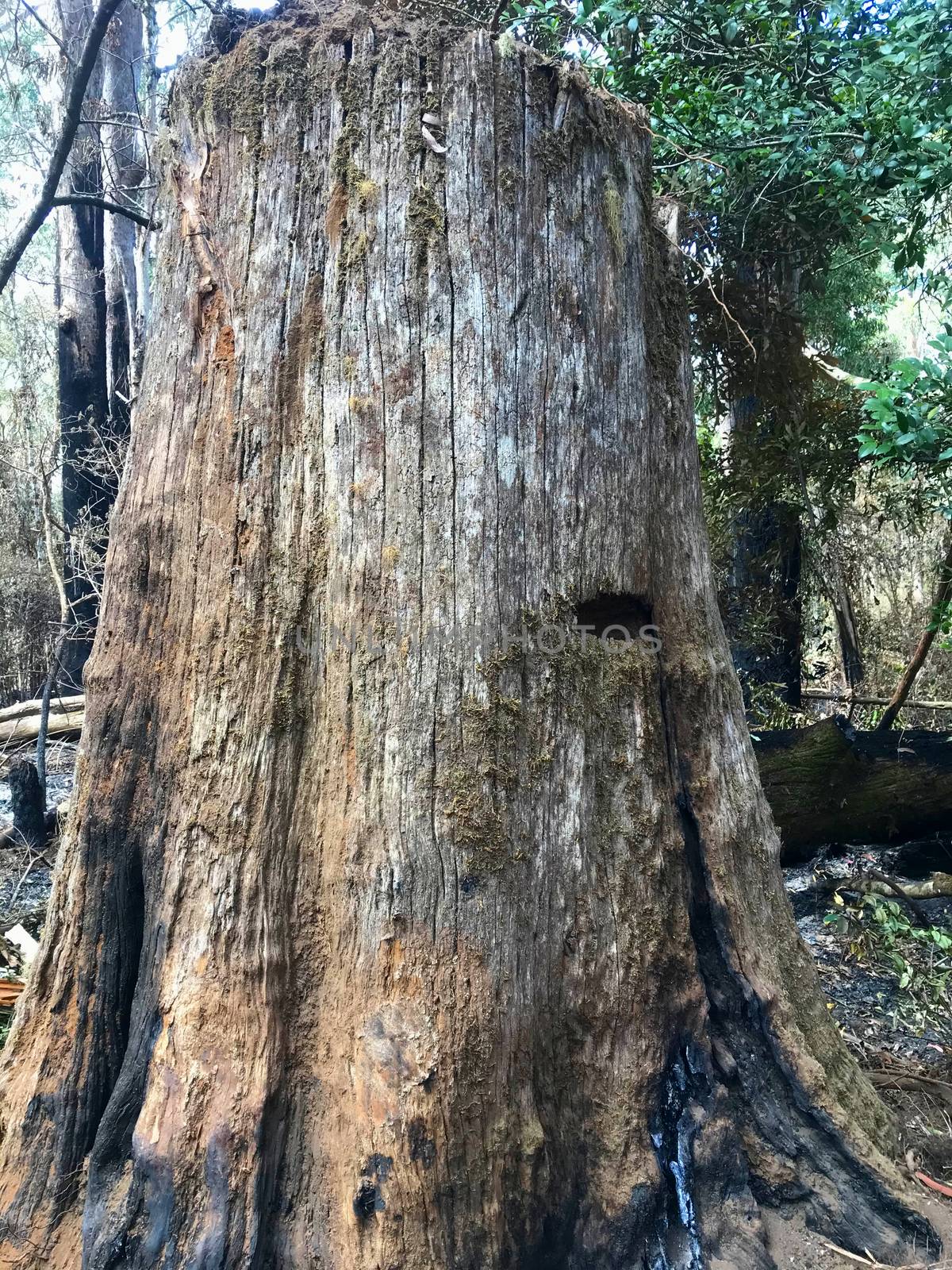 Holes in a tree stump where loggers used to insert boards into the tree to stand on while they sawed.