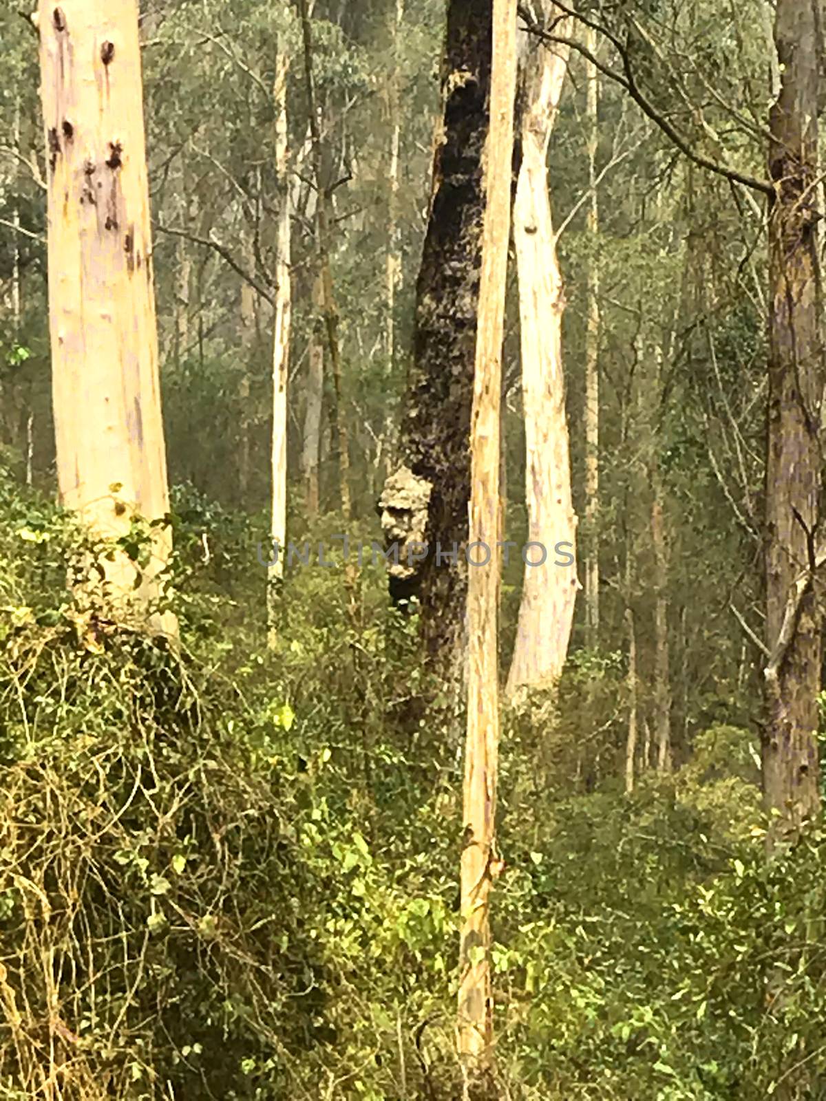 A naturally formed face in a tree