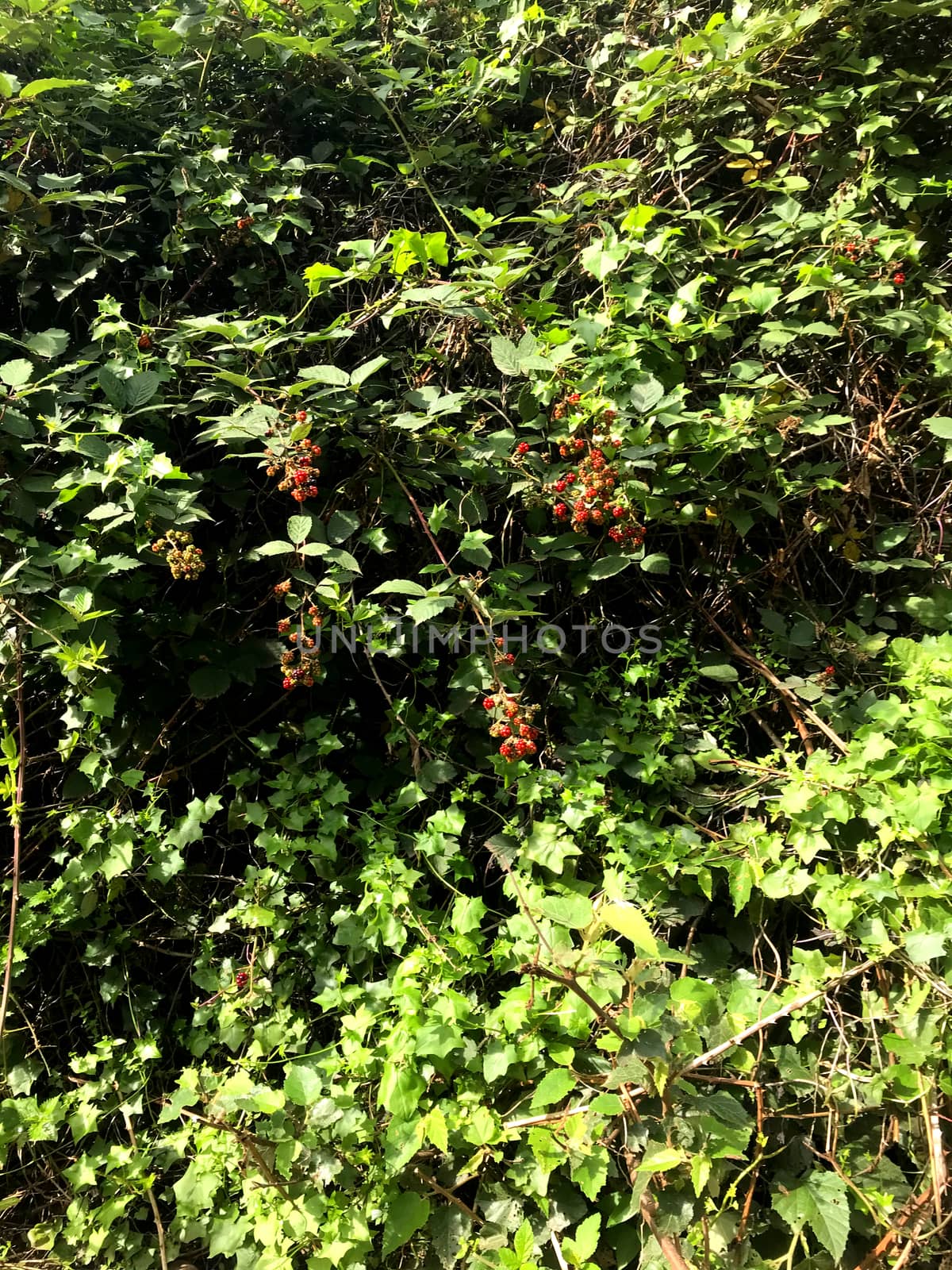 A blackberry bush that is fruiting