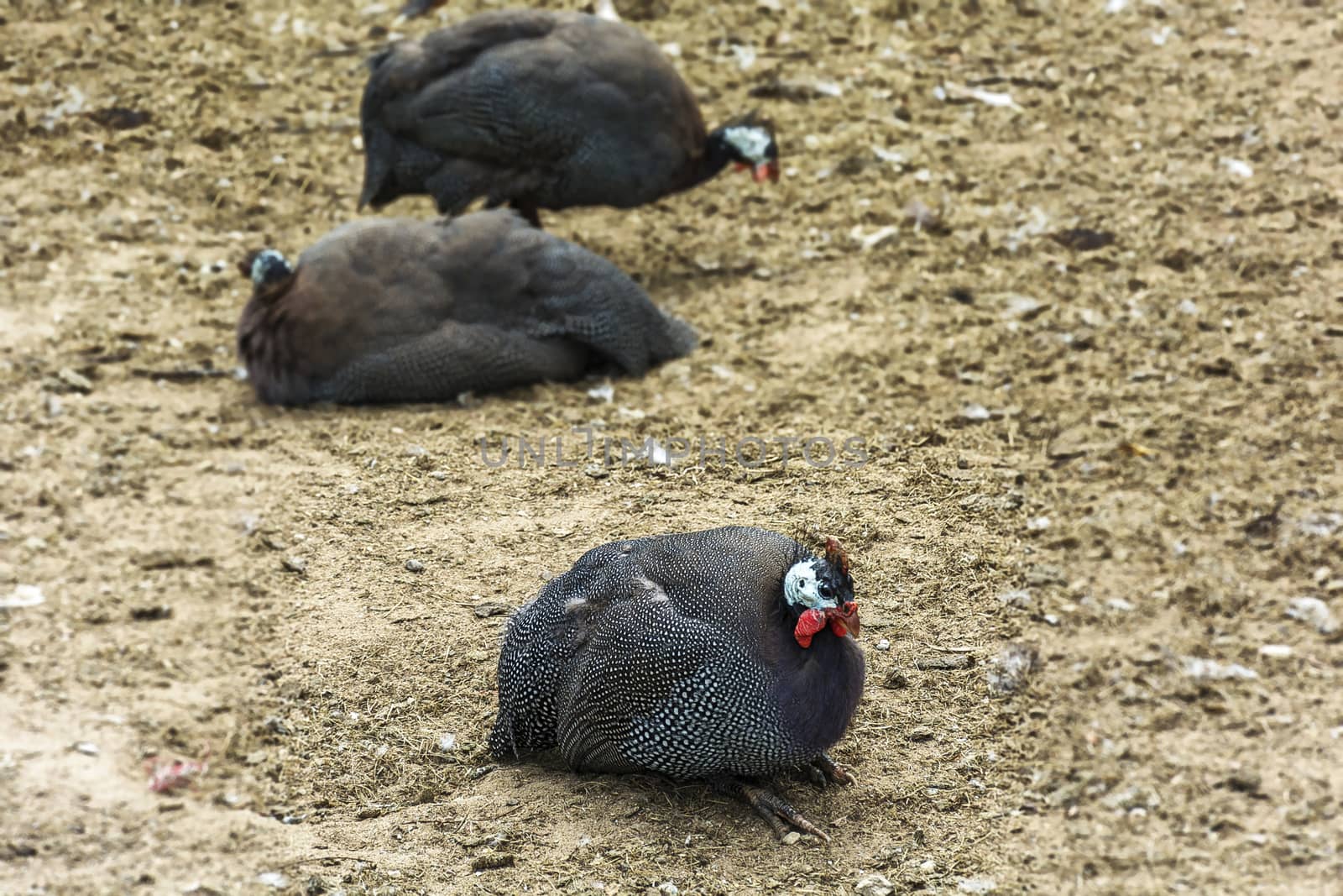 The farm. Turkey is sitting on the ground, close-up