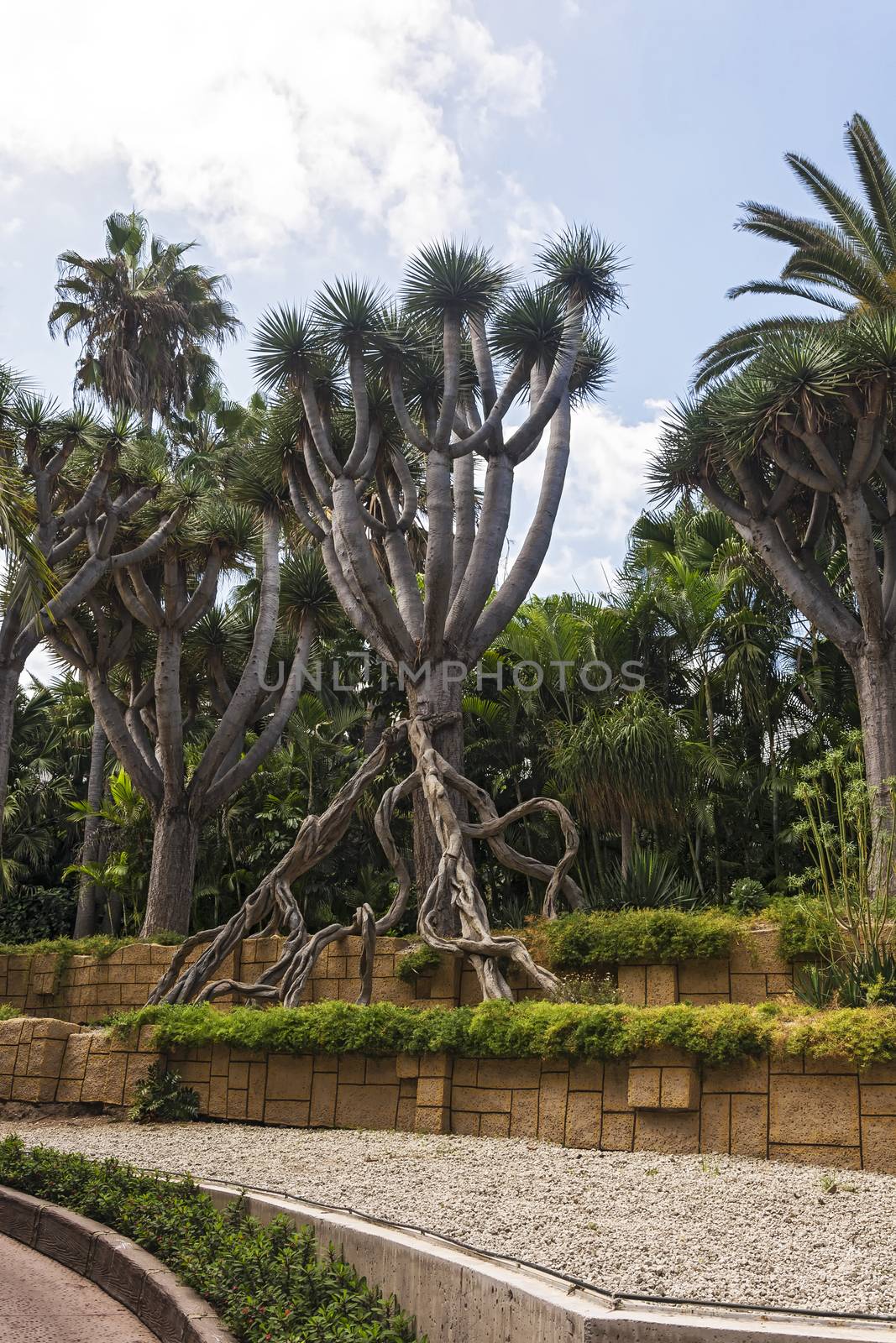 Dracaena (dragon tree) with powerful roots and thick trunk. by Grommik