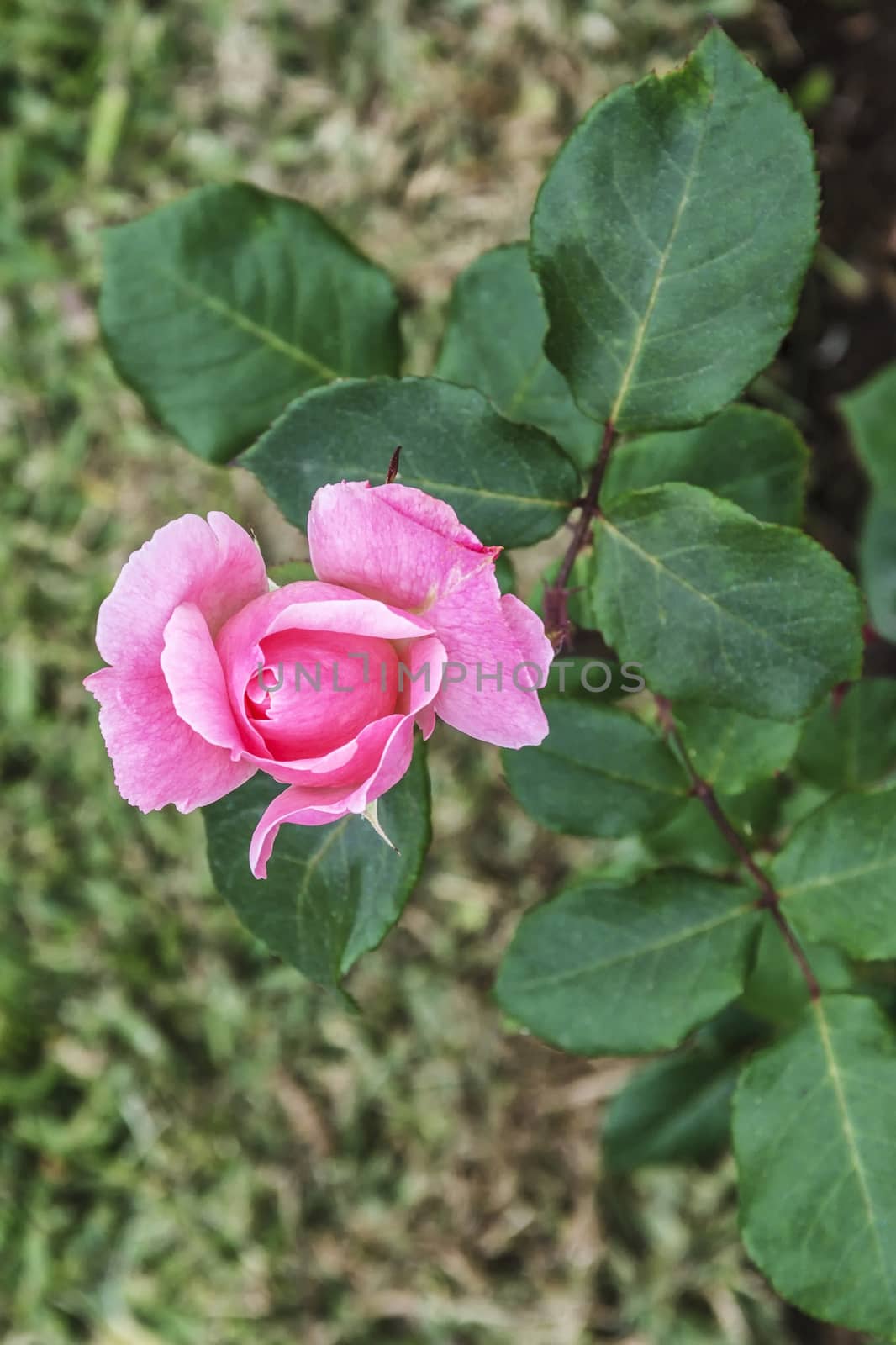 Rose bud on a stem with foliage, close-up, blurred background