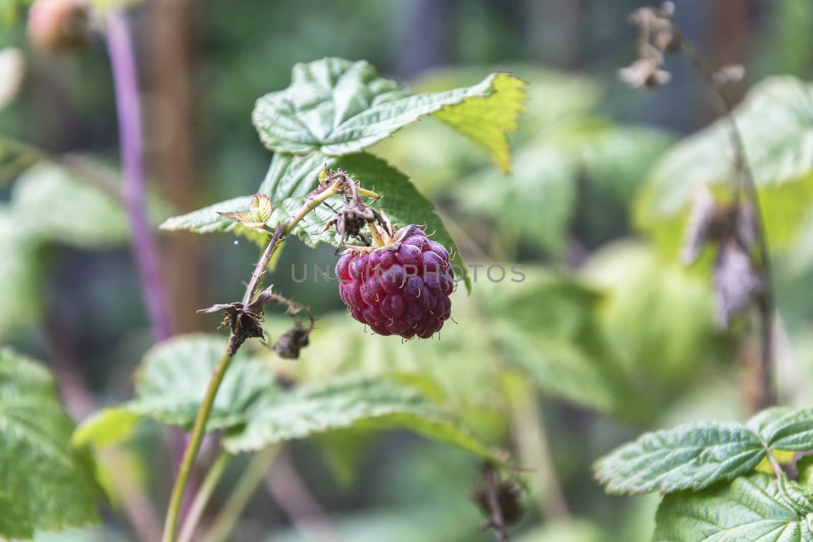 On a blurred background ripe raspberry berry on a green branch