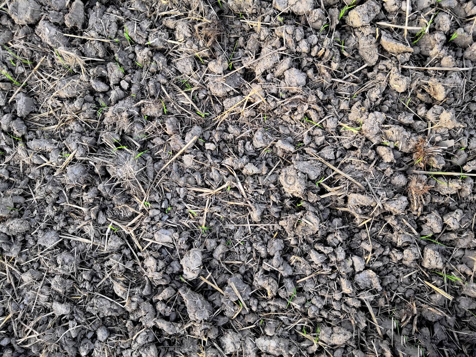 Soil surface in the field after harvest