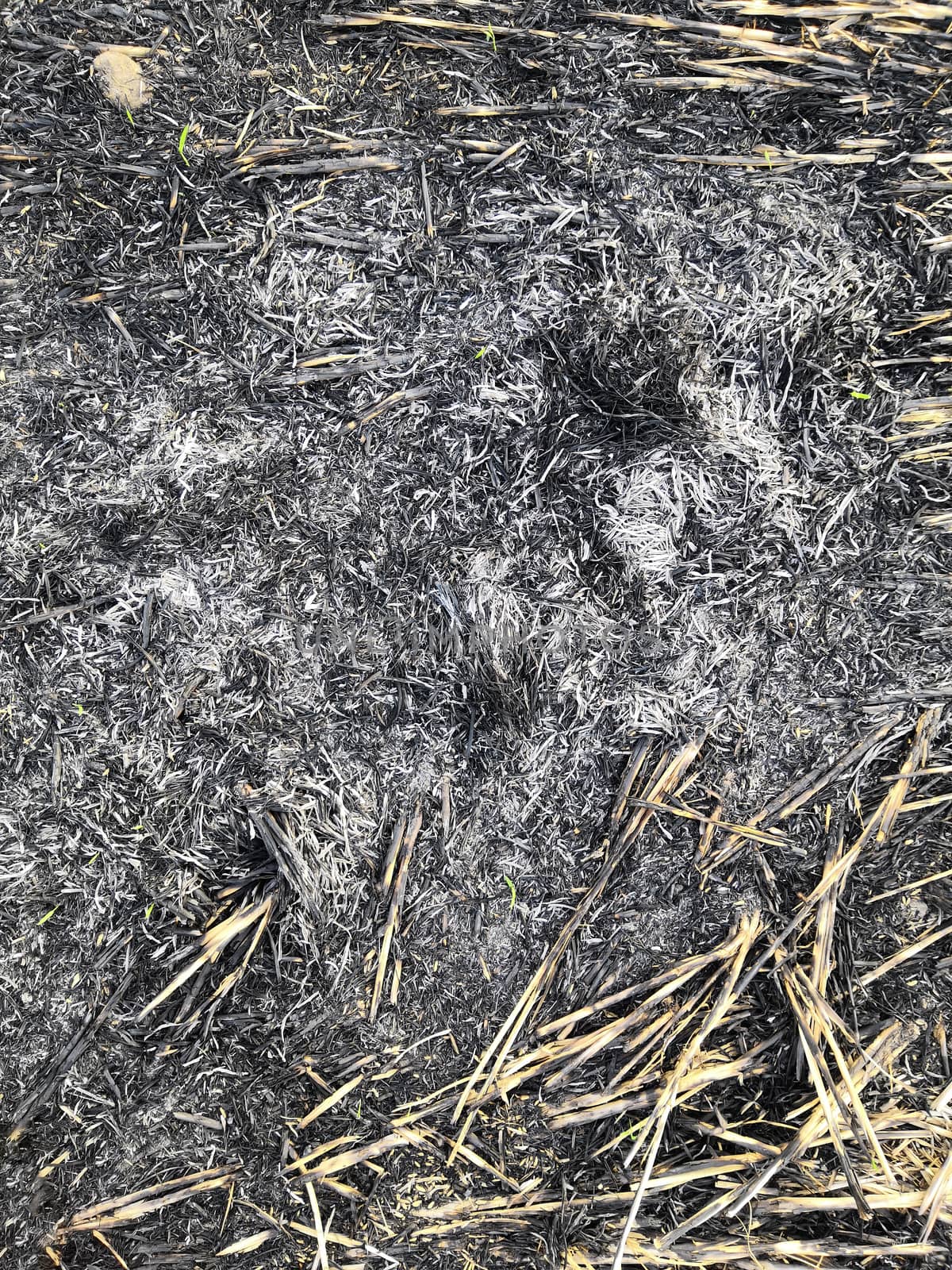 Straw rice is burned in the field