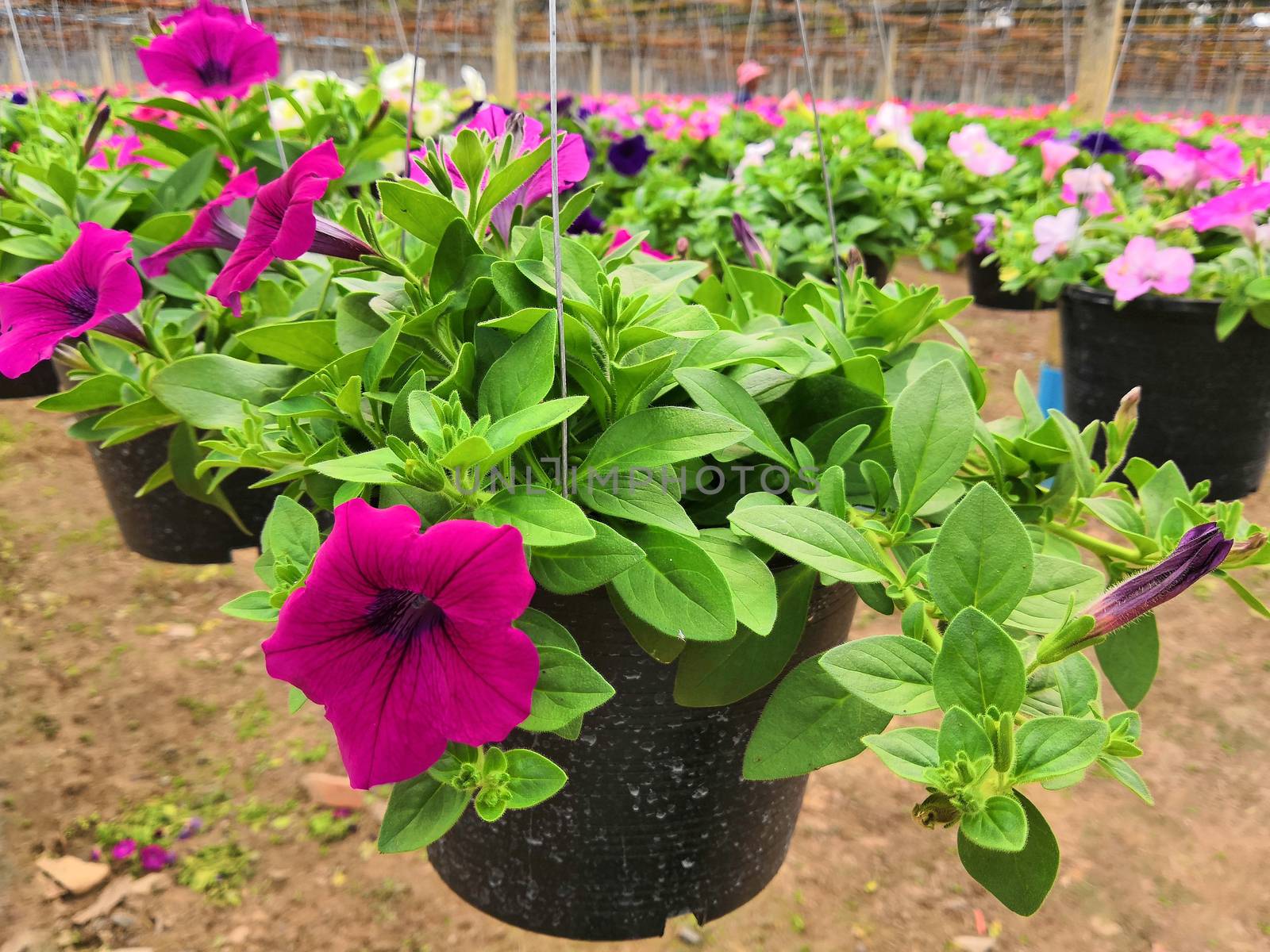 Petunia in a pot hanging in the garden