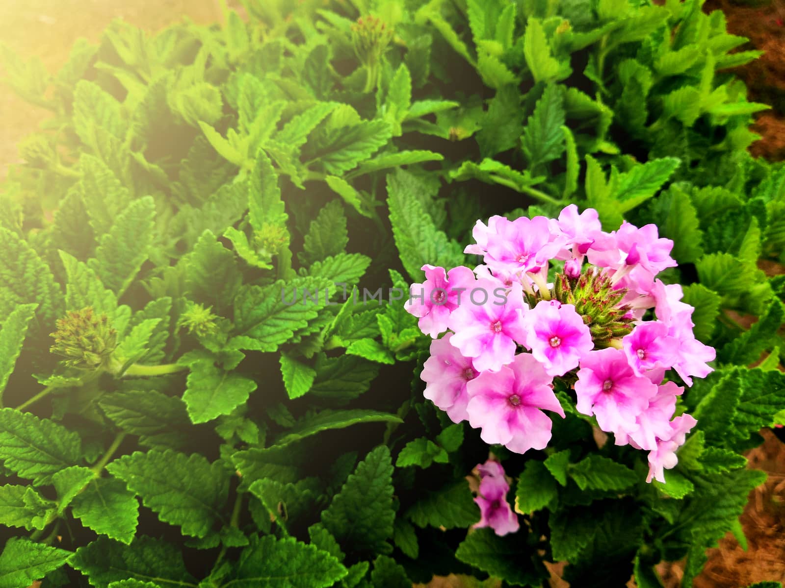 verbena in a pot hanging in the garden