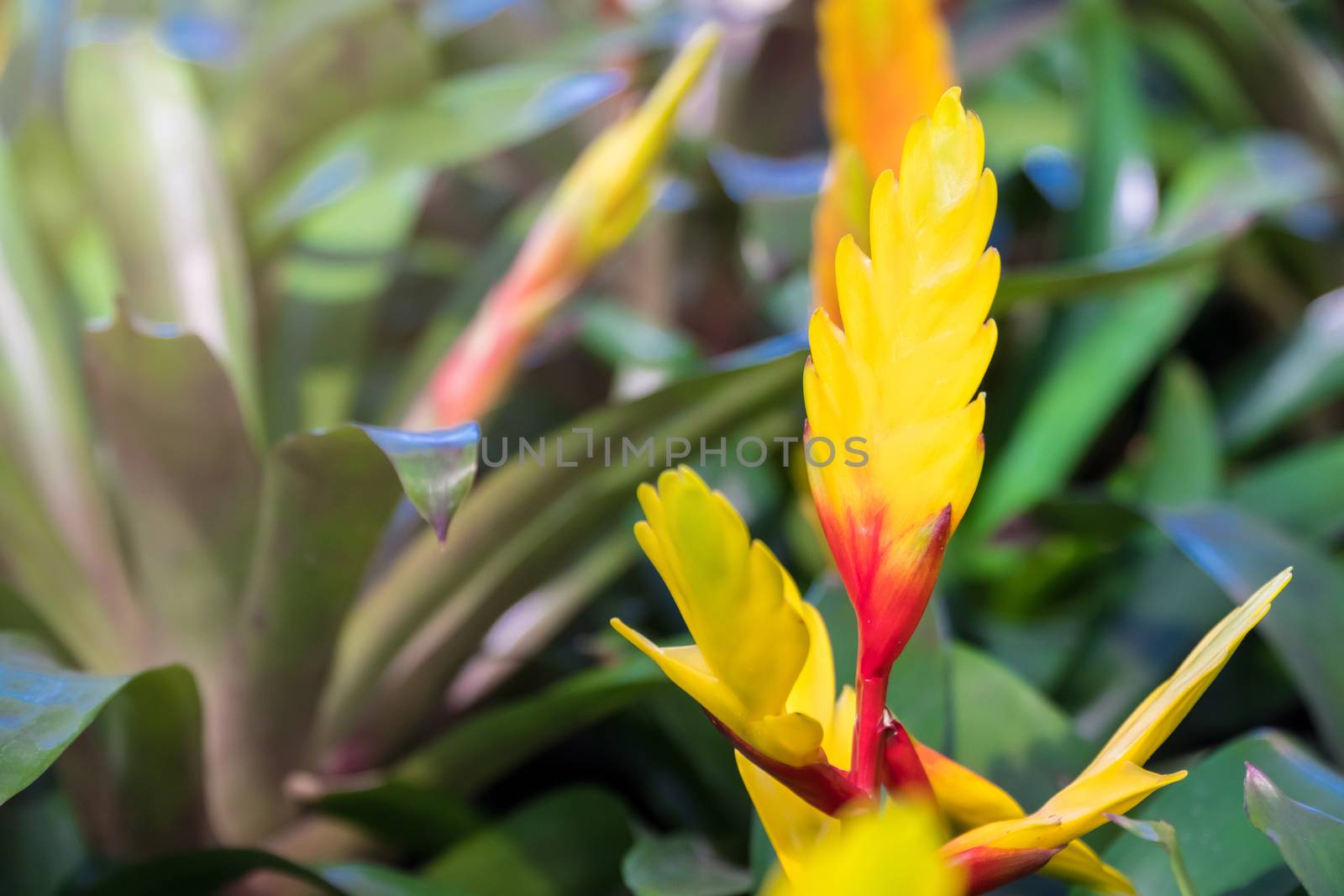 Vriesea Carly in the garden