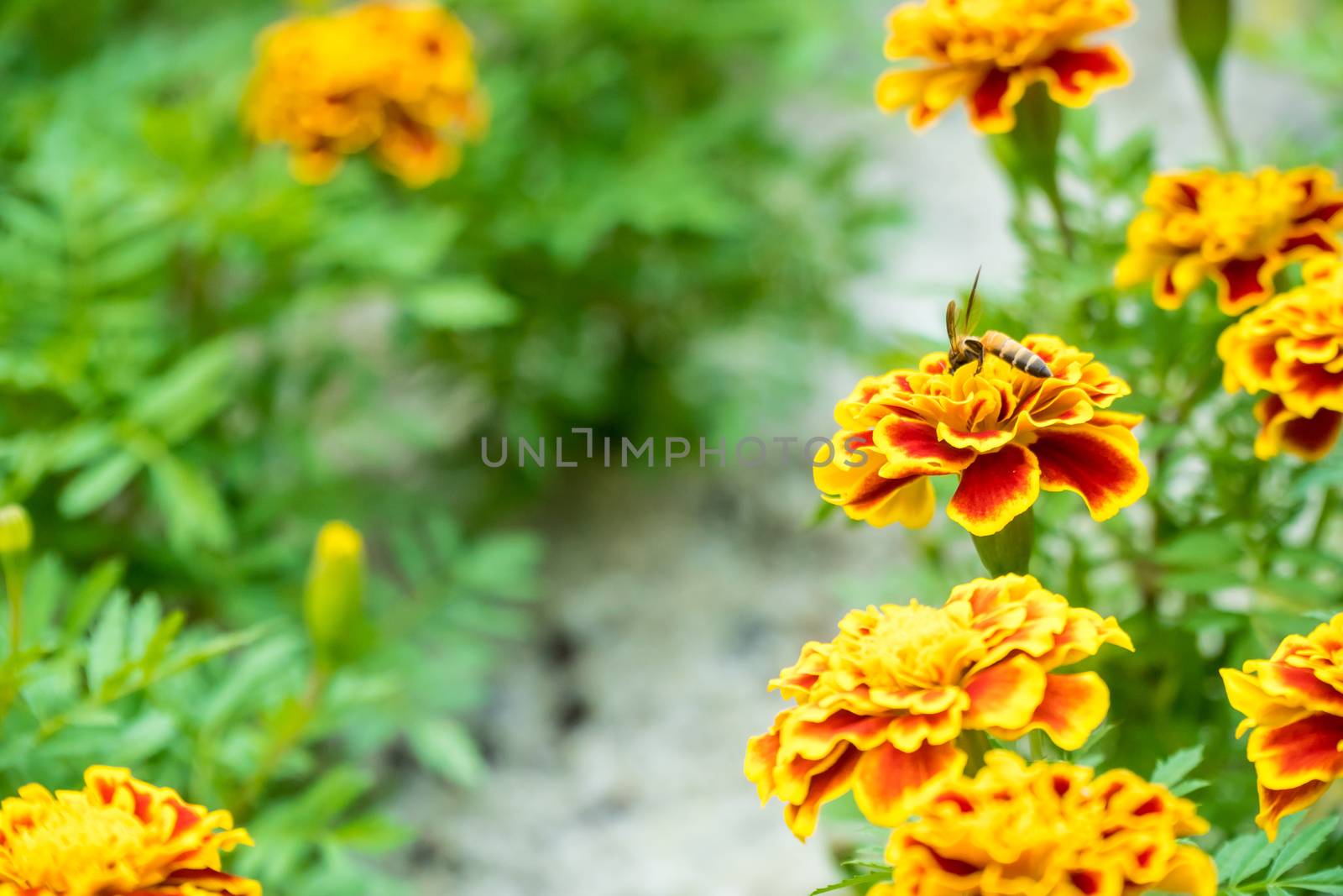 bee is on the French marigold in the garden