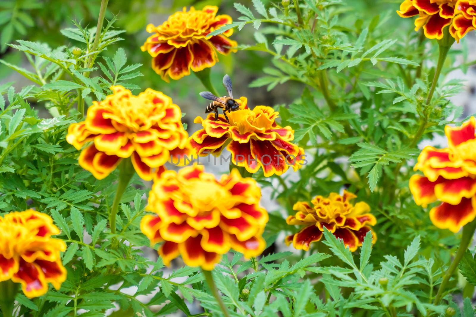 bee is on the French marigold in the garden