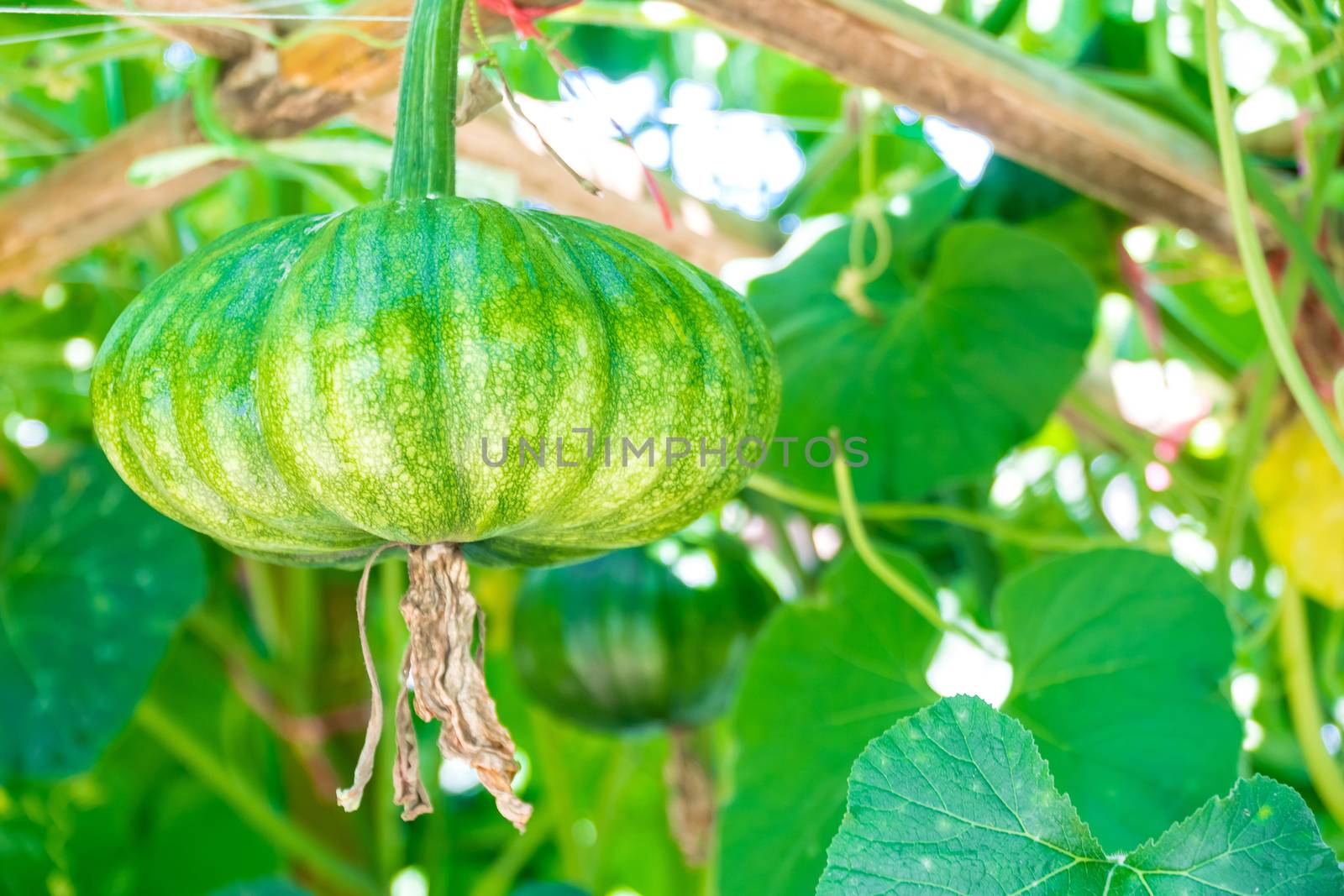 young pumpkin growing in the garden