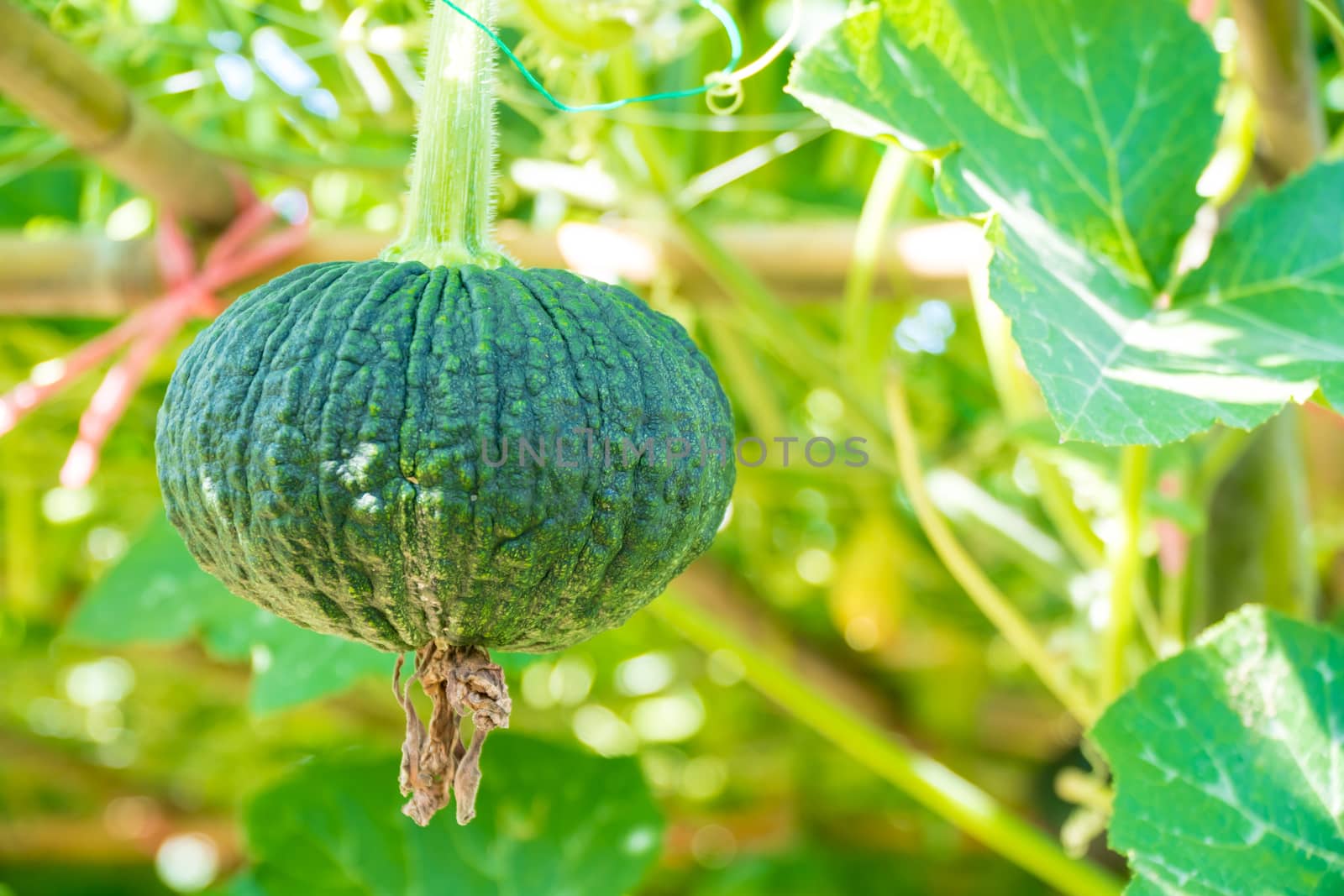 young pumpkin growing in the garden