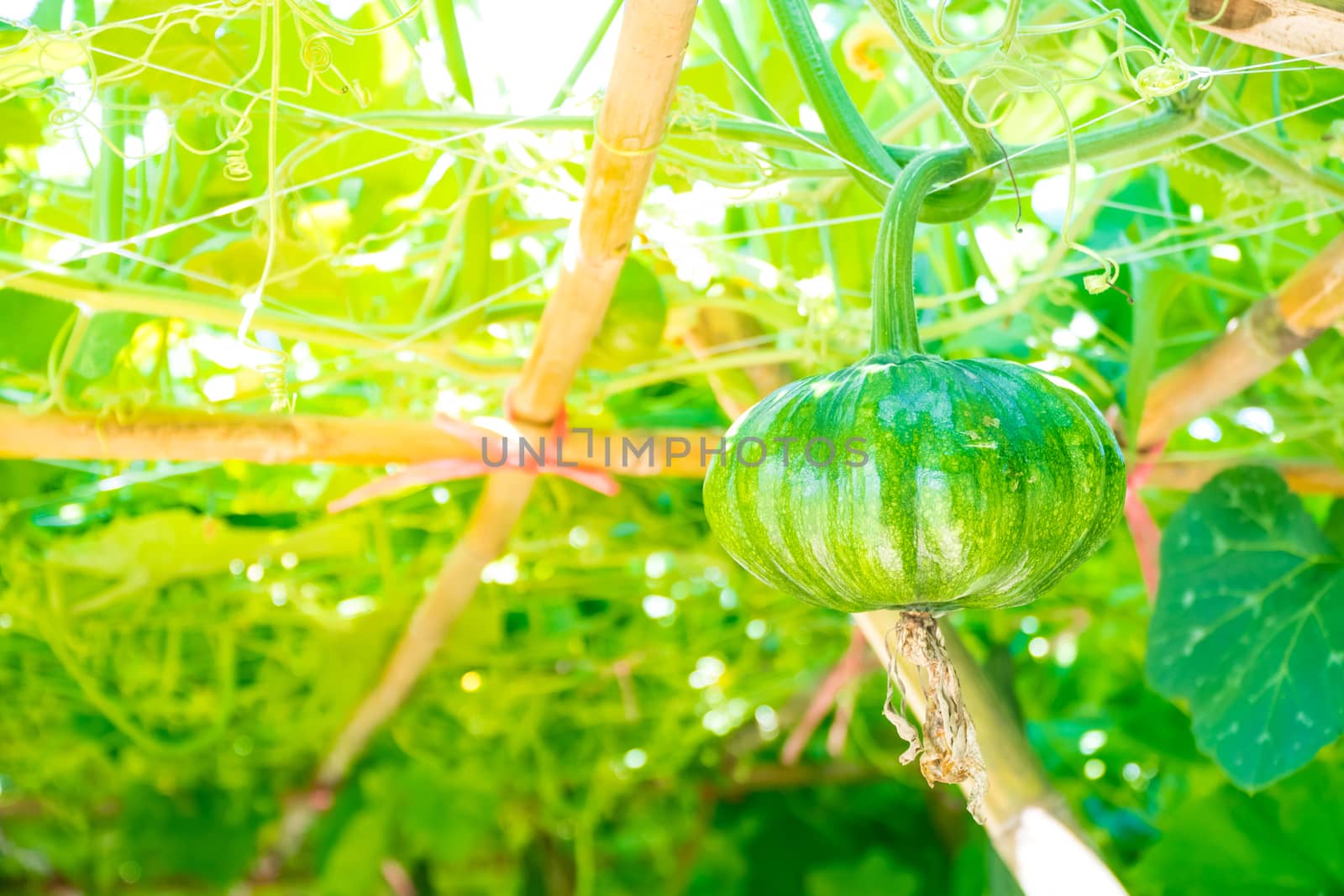 young pumpkin growing in the garden