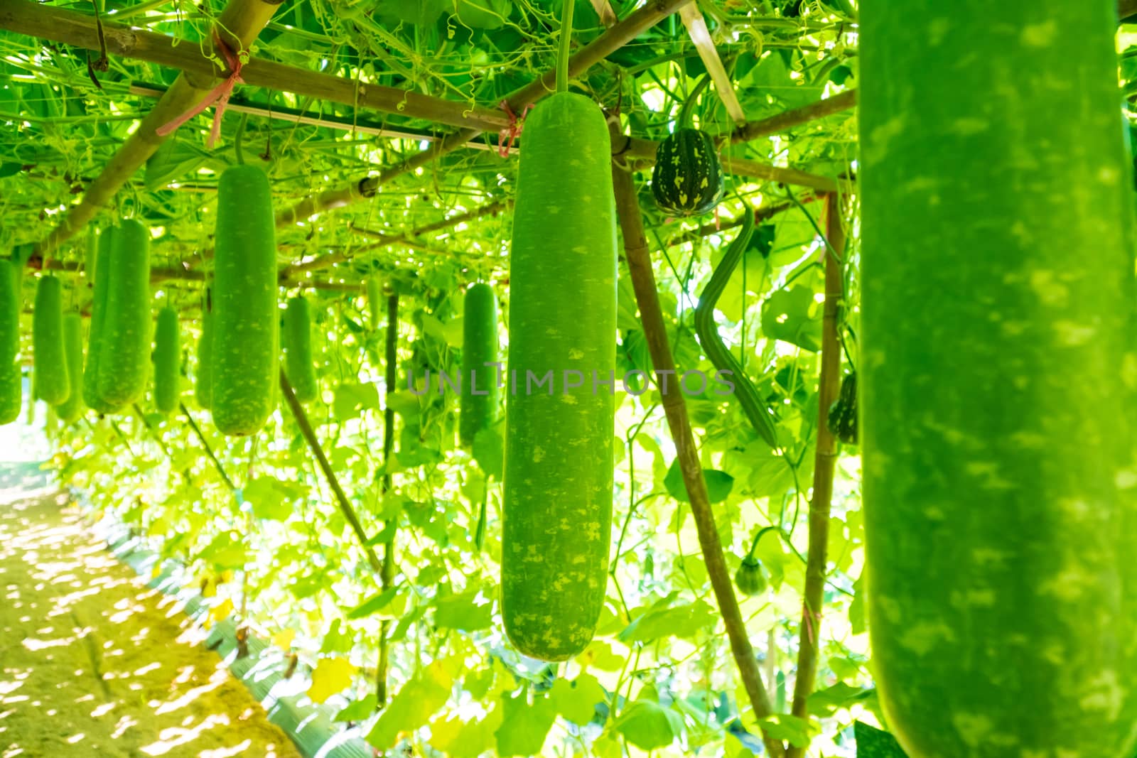 Bottle gourd (Lagenaria siceraria Standl.) Hanging on a wooden structure in farm