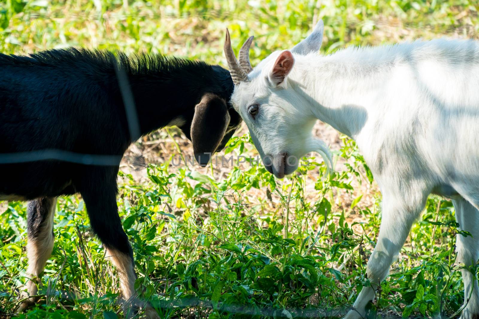 Black goat and white goat by somesense