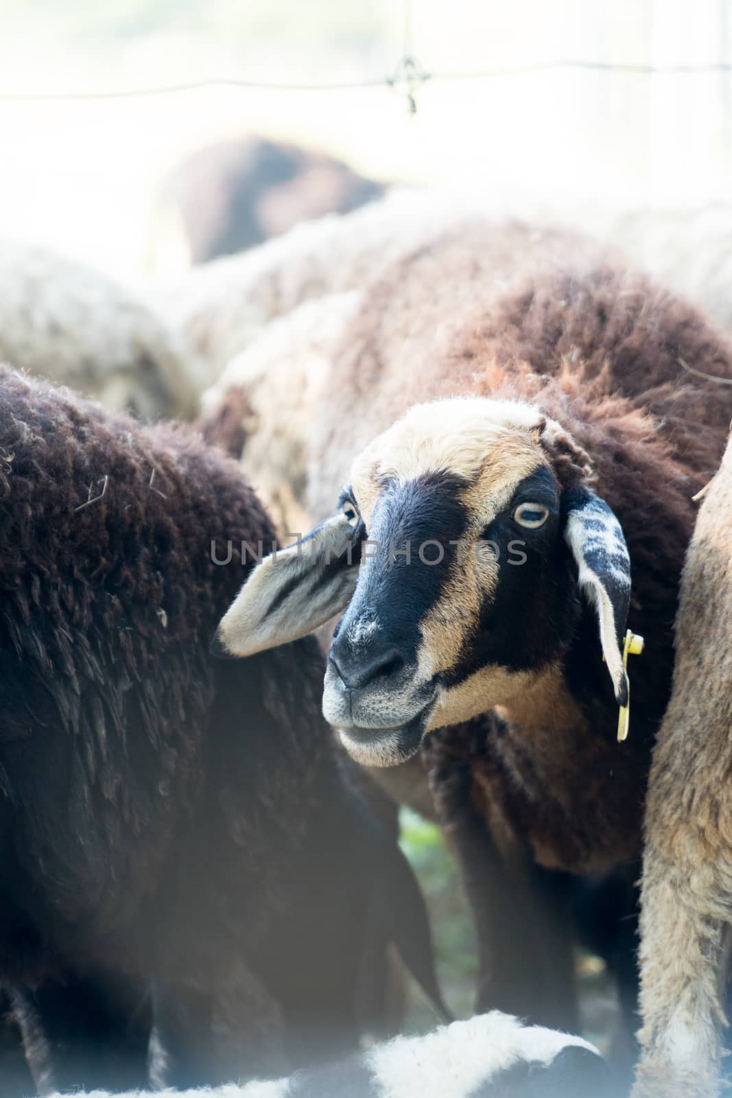 flock brown sheep in farm with tag on ear