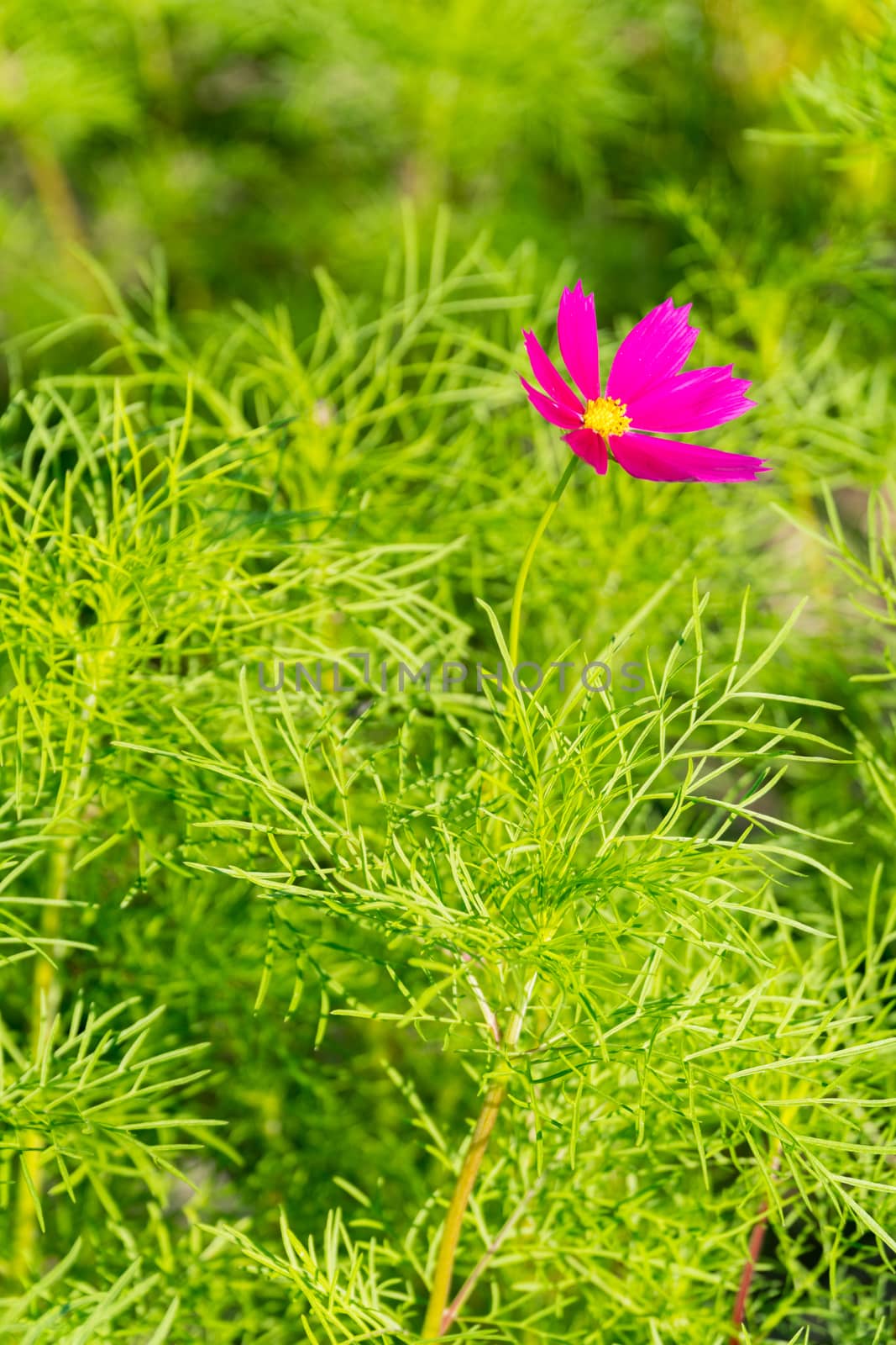 one cosmos flower blooming in the garden