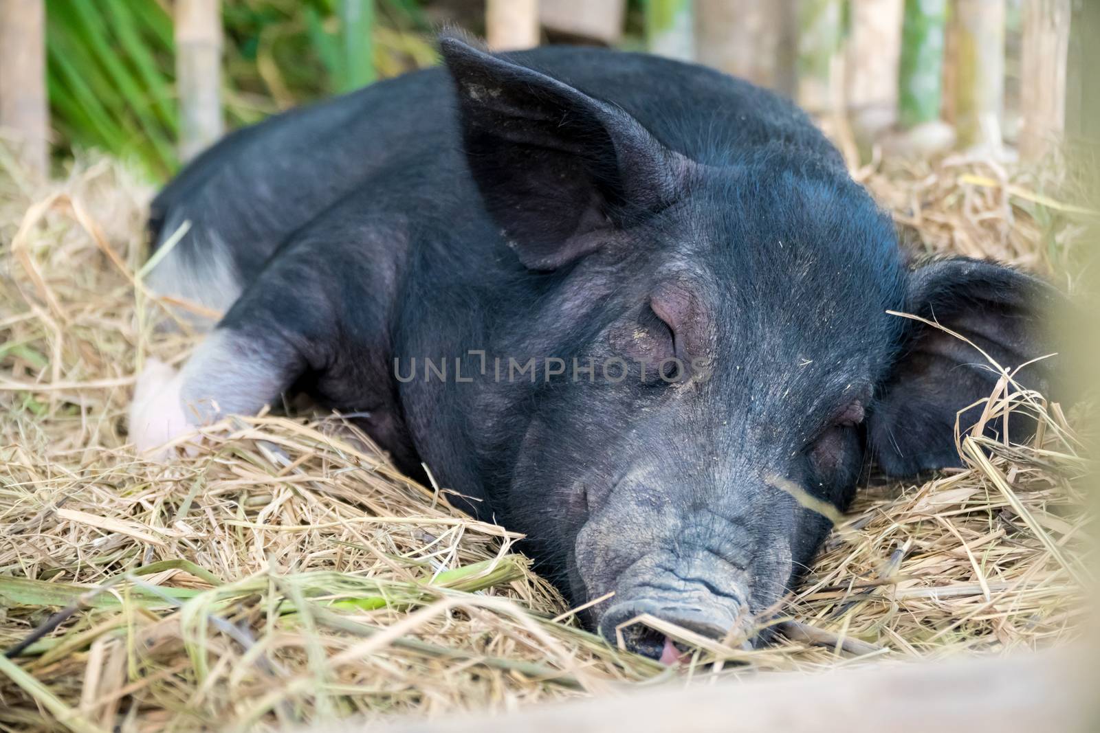pig sleep by somesense