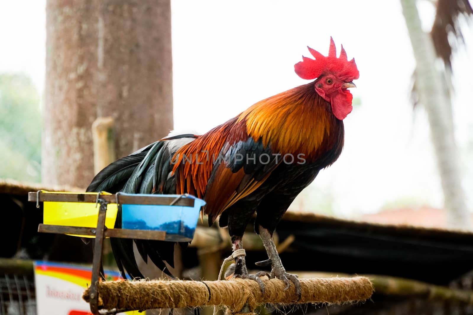 rooster is on a wooden pole