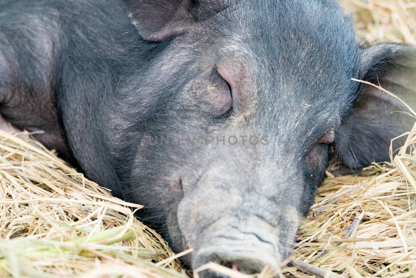 The lazy pig sleep on the straw