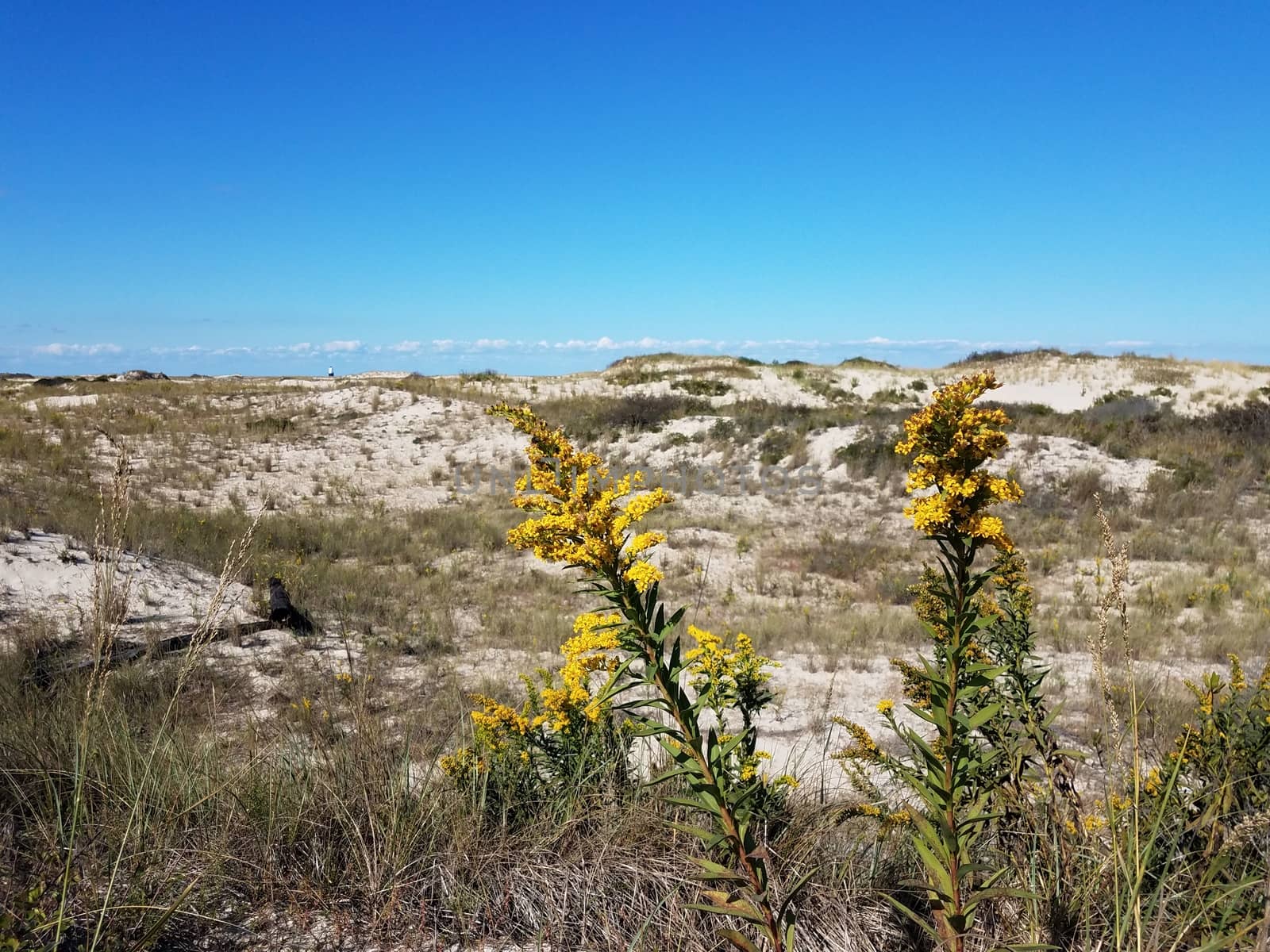 yellow flower or weed and sand dunes by stockphotofan1